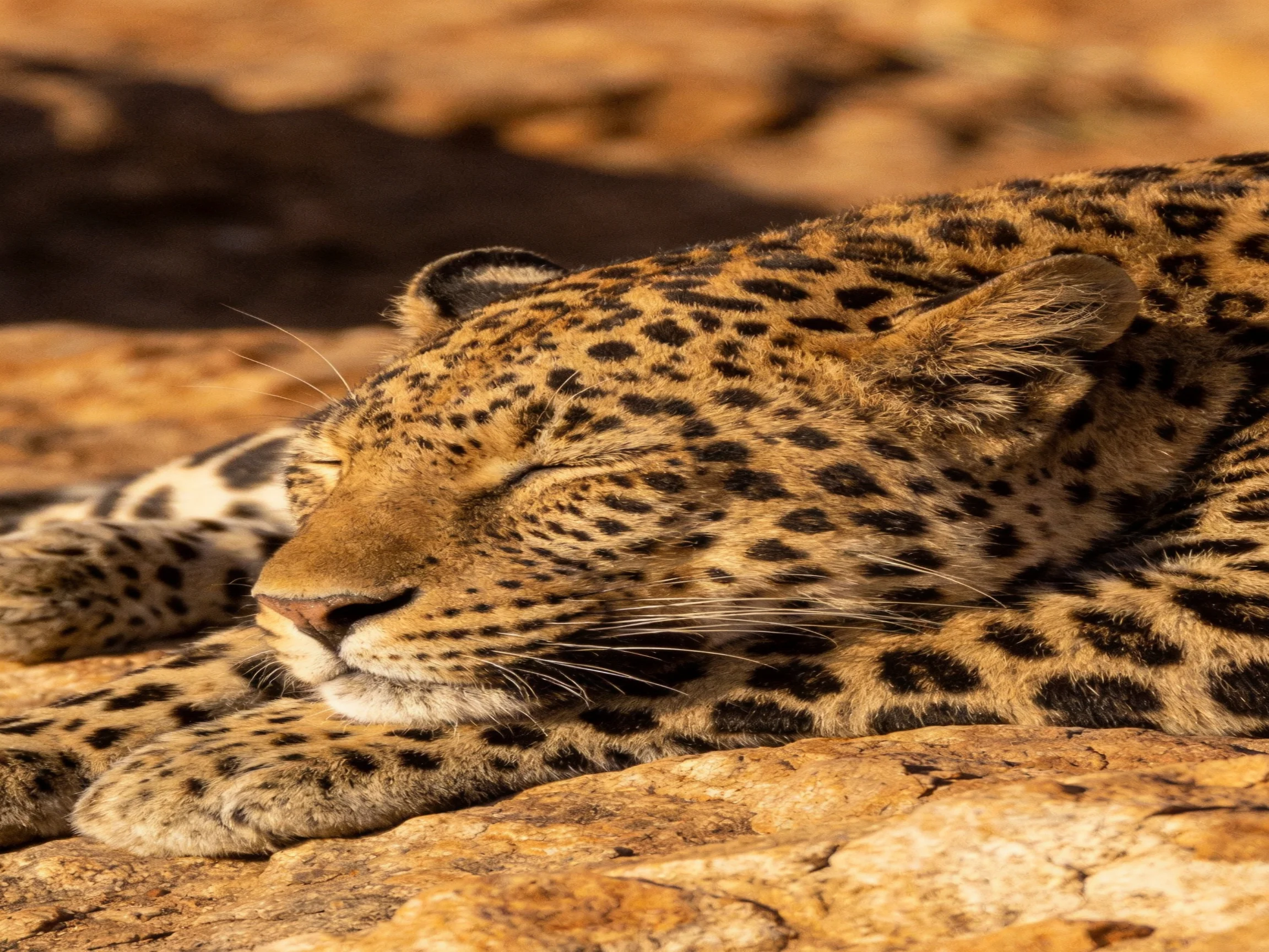 A leopard sleeps on sunlit rocky terrain.