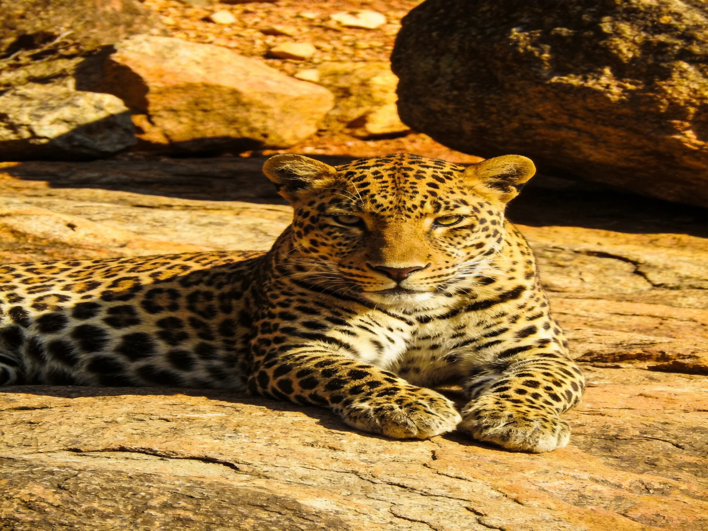 A leopard relaxes on sun-warmed rocks in a rocky landscape.