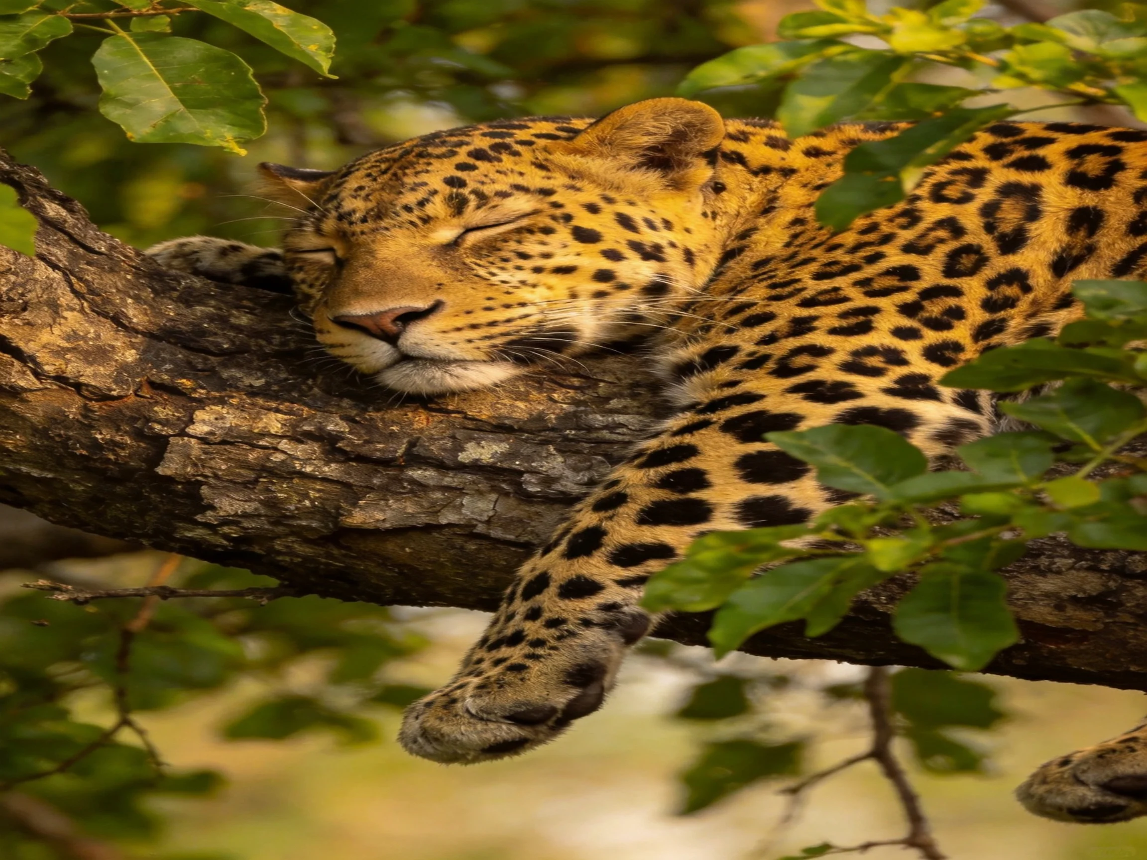 A leopard rests on a tree branch surrounded by greenery.