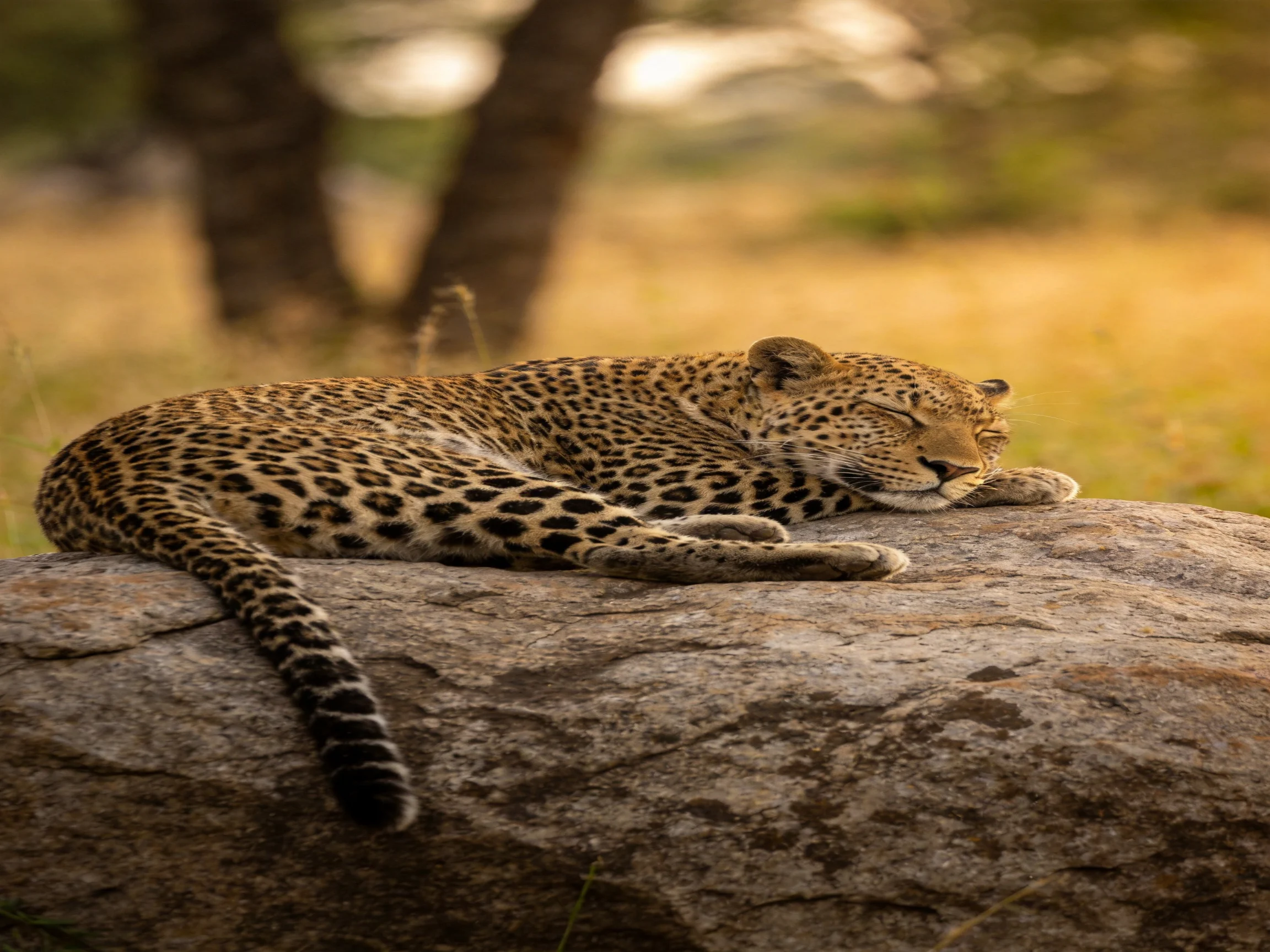 A leopard rests on a large rock in a sunlit savannah.