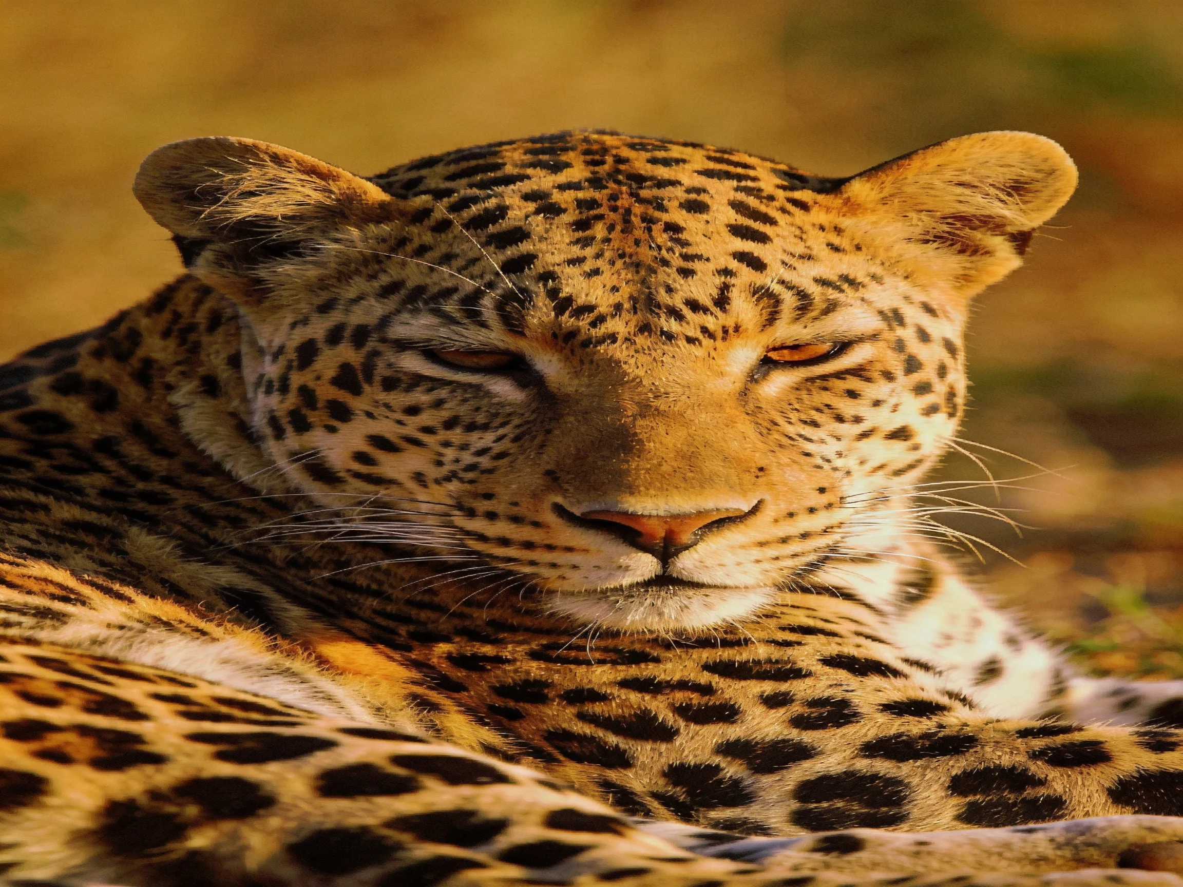 A leopard rests calmly with closed eyes in a sunlit environment.