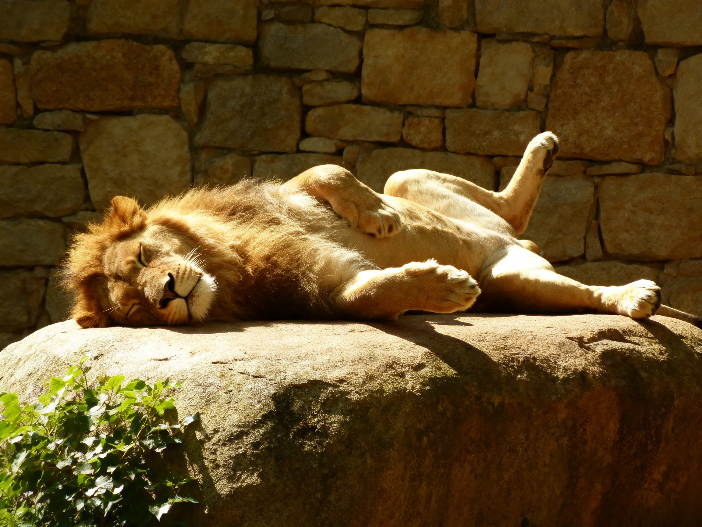 A lion reclines on a rock by a stone wall under sunlight.