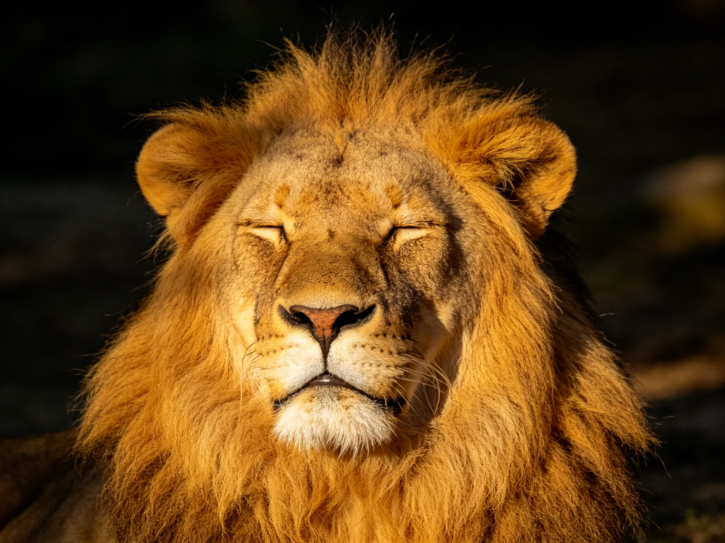 A lion with a golden mane rests peacefully with eyes shut.