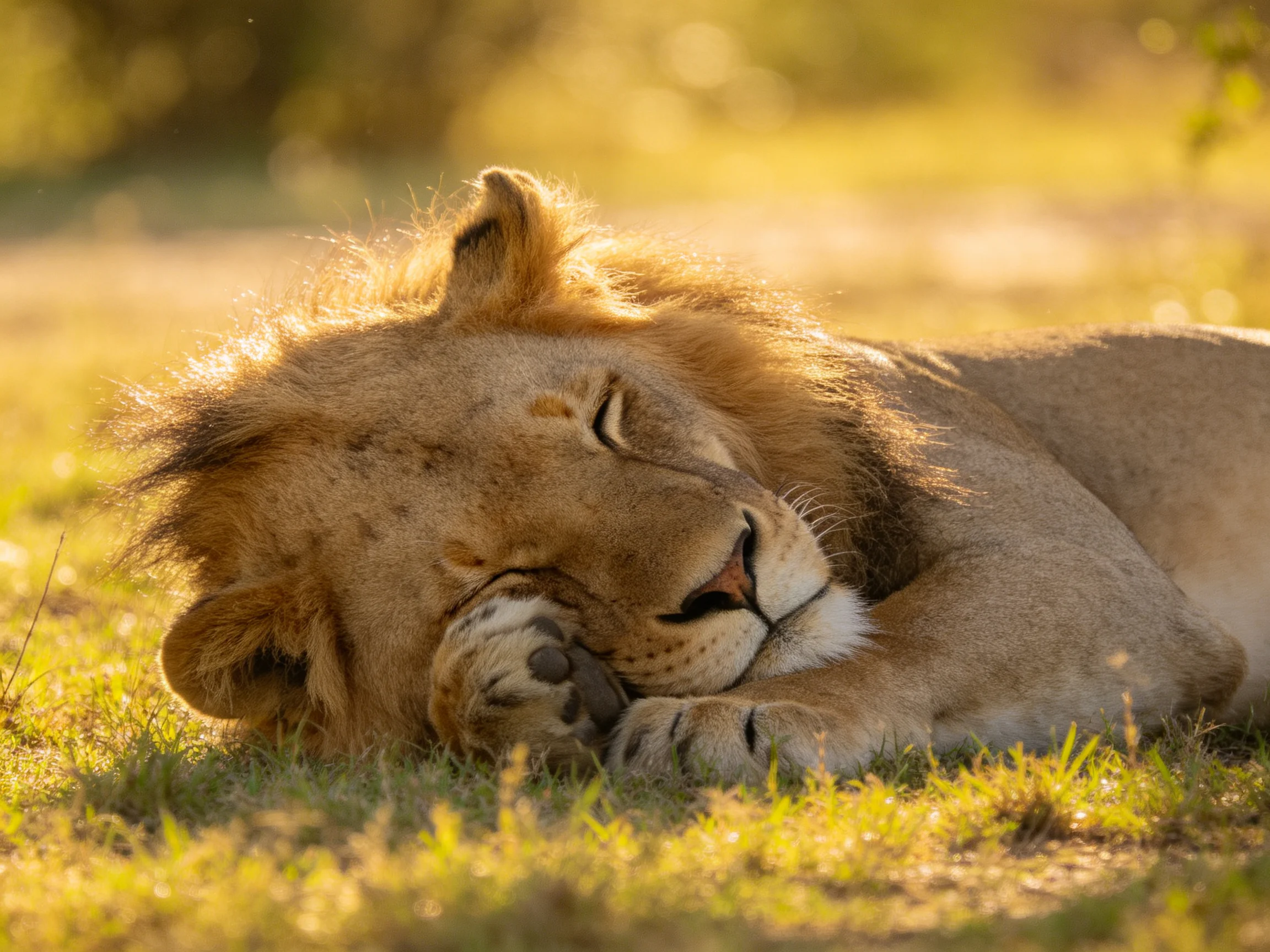 A lion rests on grass in a sunlit environment.