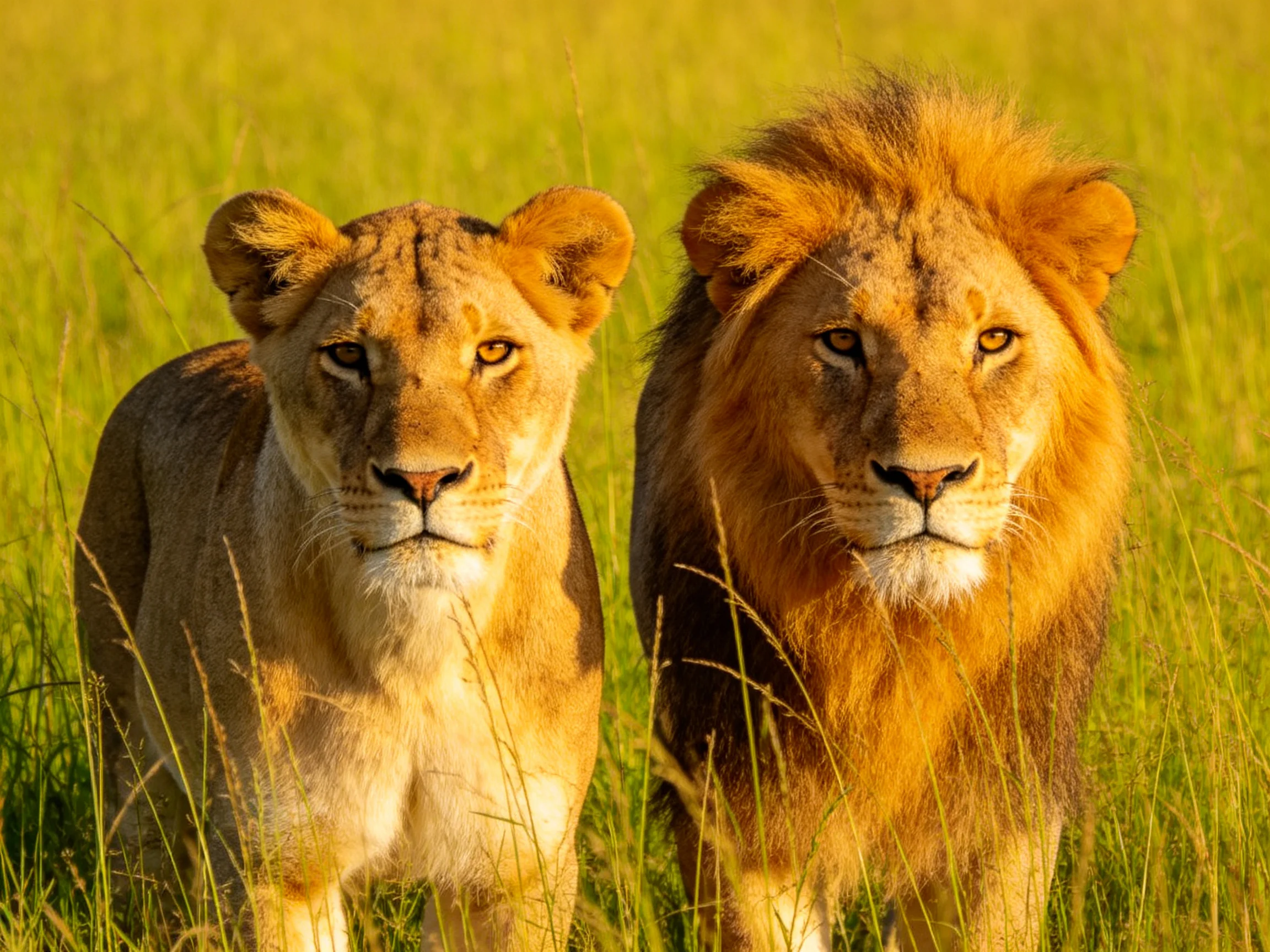 Two lions stand together in a sunlit savannah