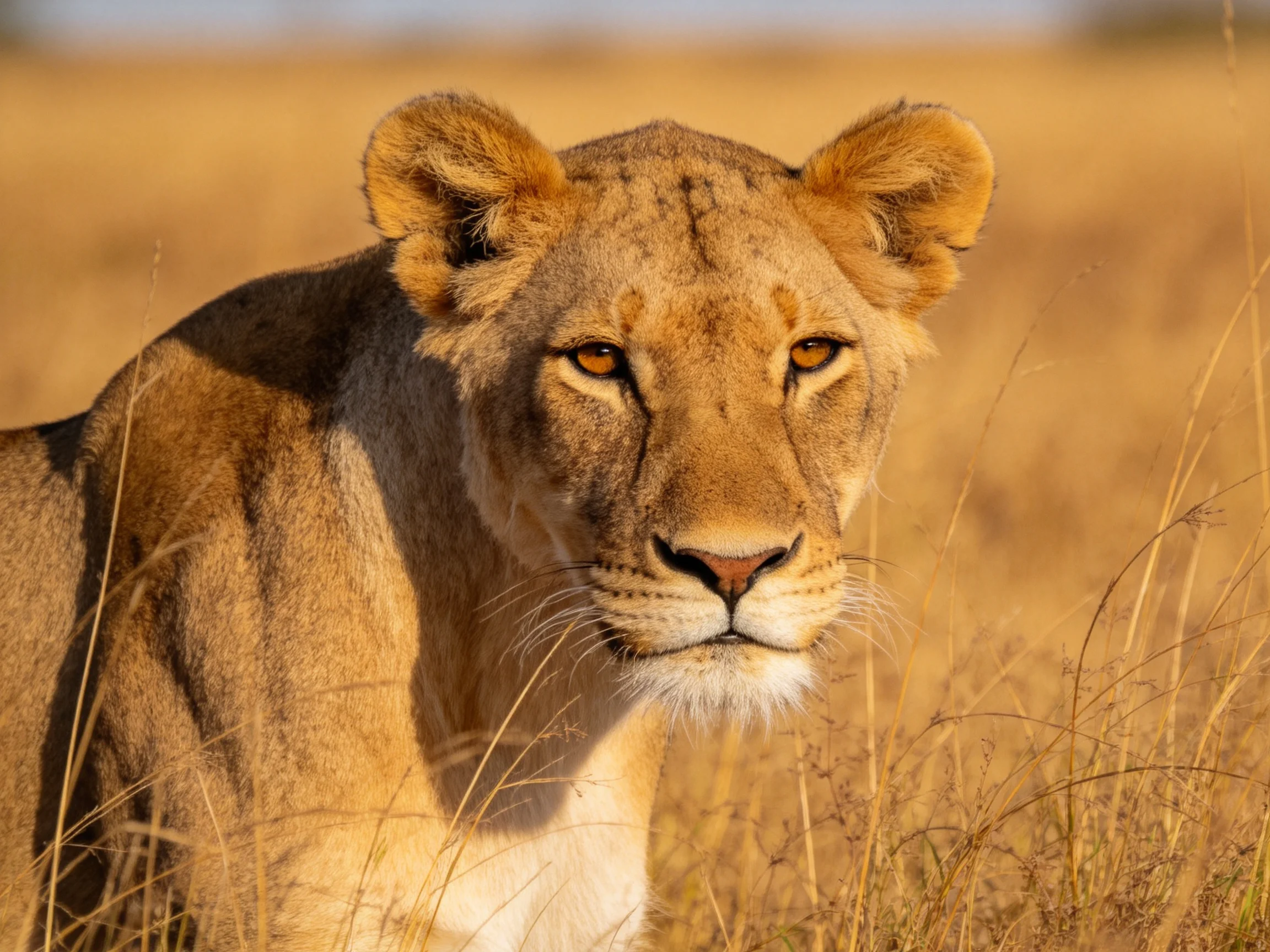 A lioness gazes amid golden savannah grasslands