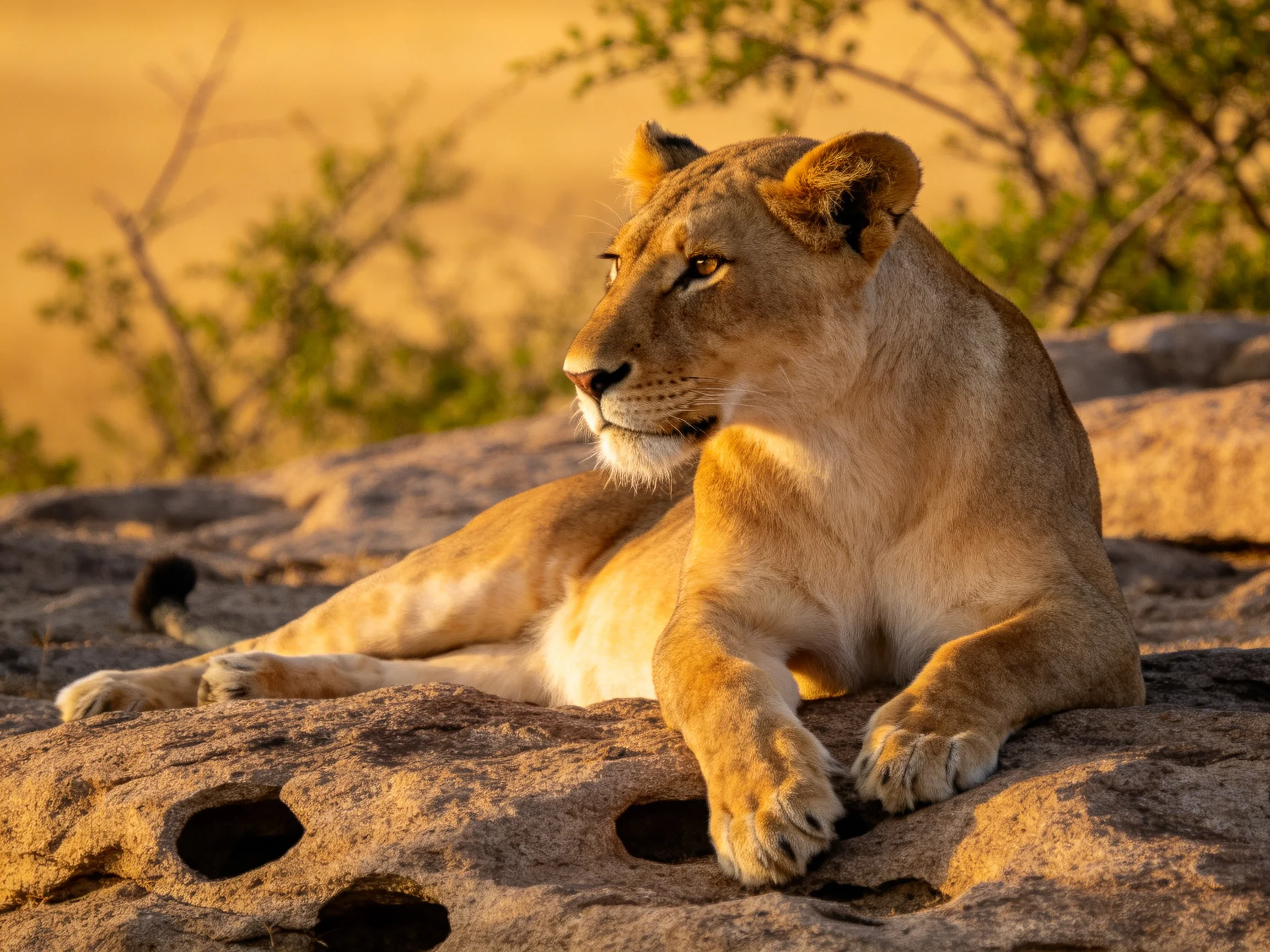 A lioness rests on rocks in a sunlit savannah setting.