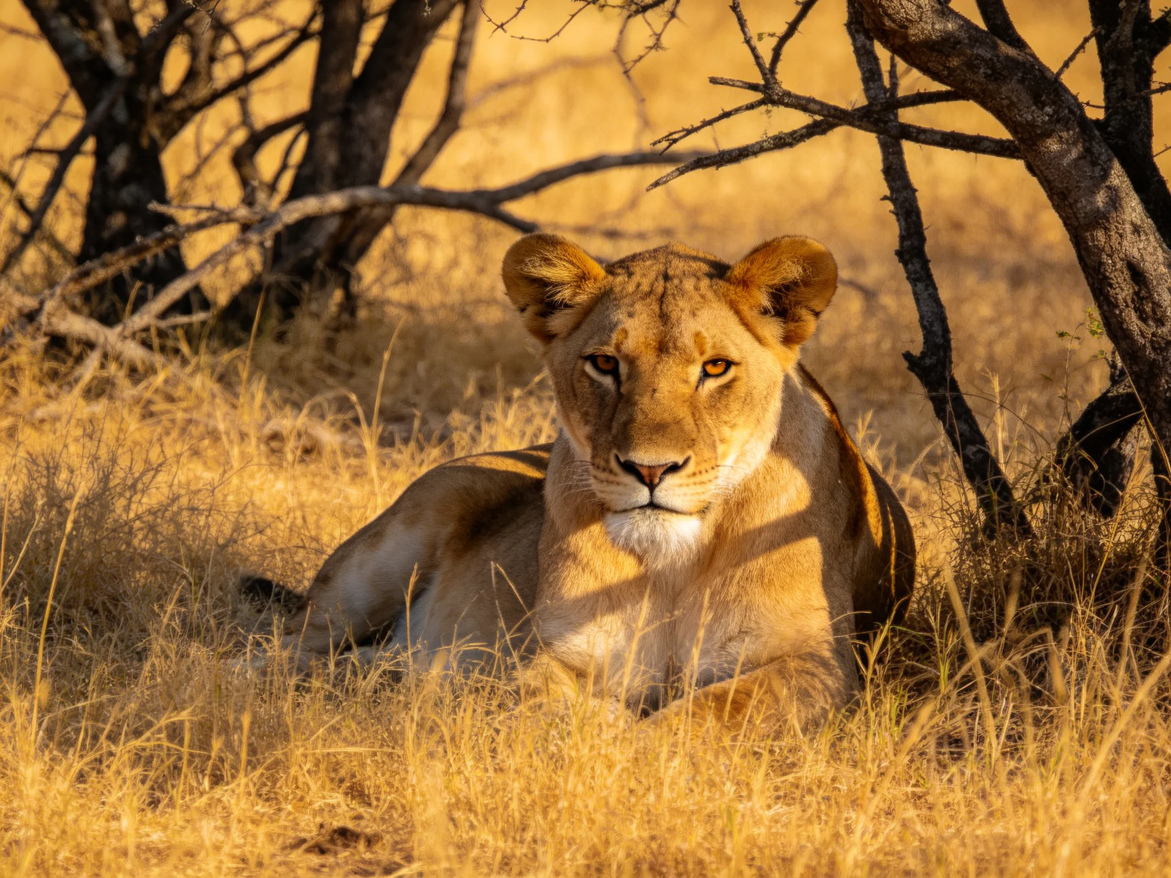 A lioness lies calmly among tall golden grass and scattered trees.