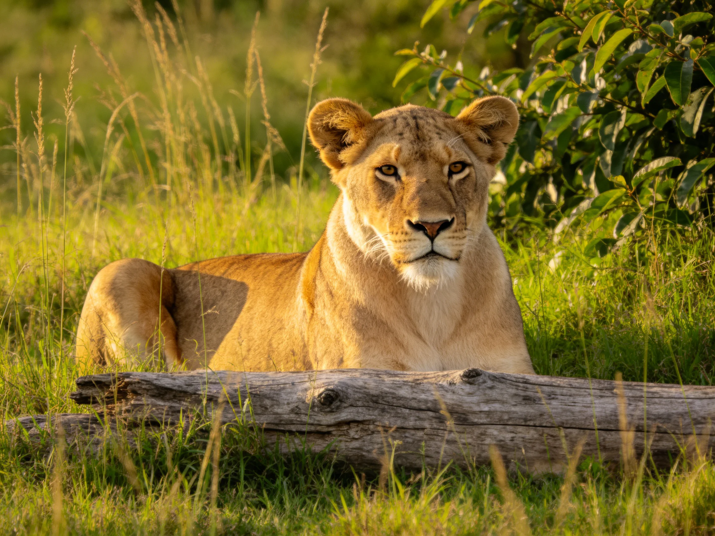 A lioness lies in tall green grass beside a weathered log