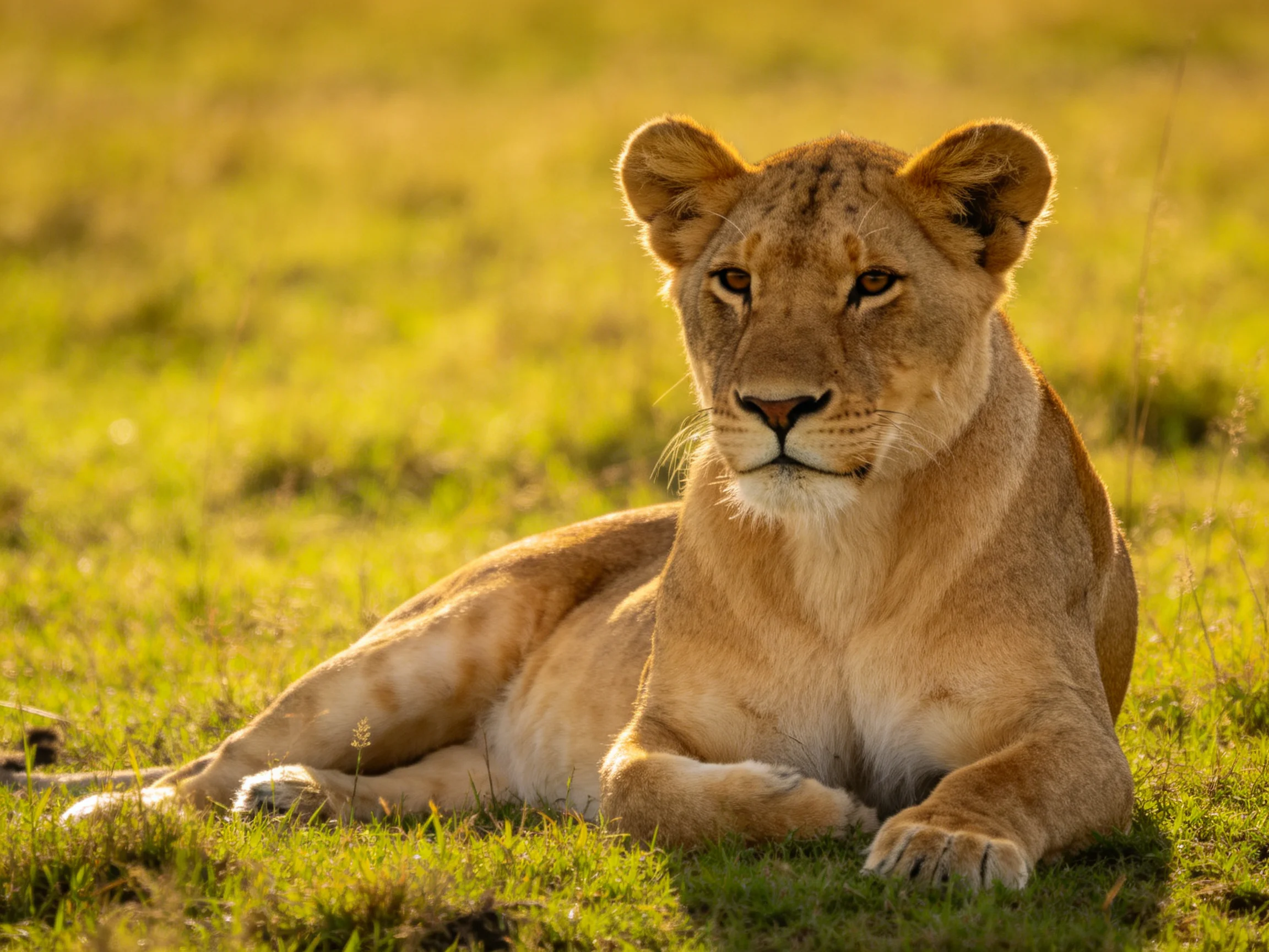 A lioness rests in golden savannah grass under warm sunlight