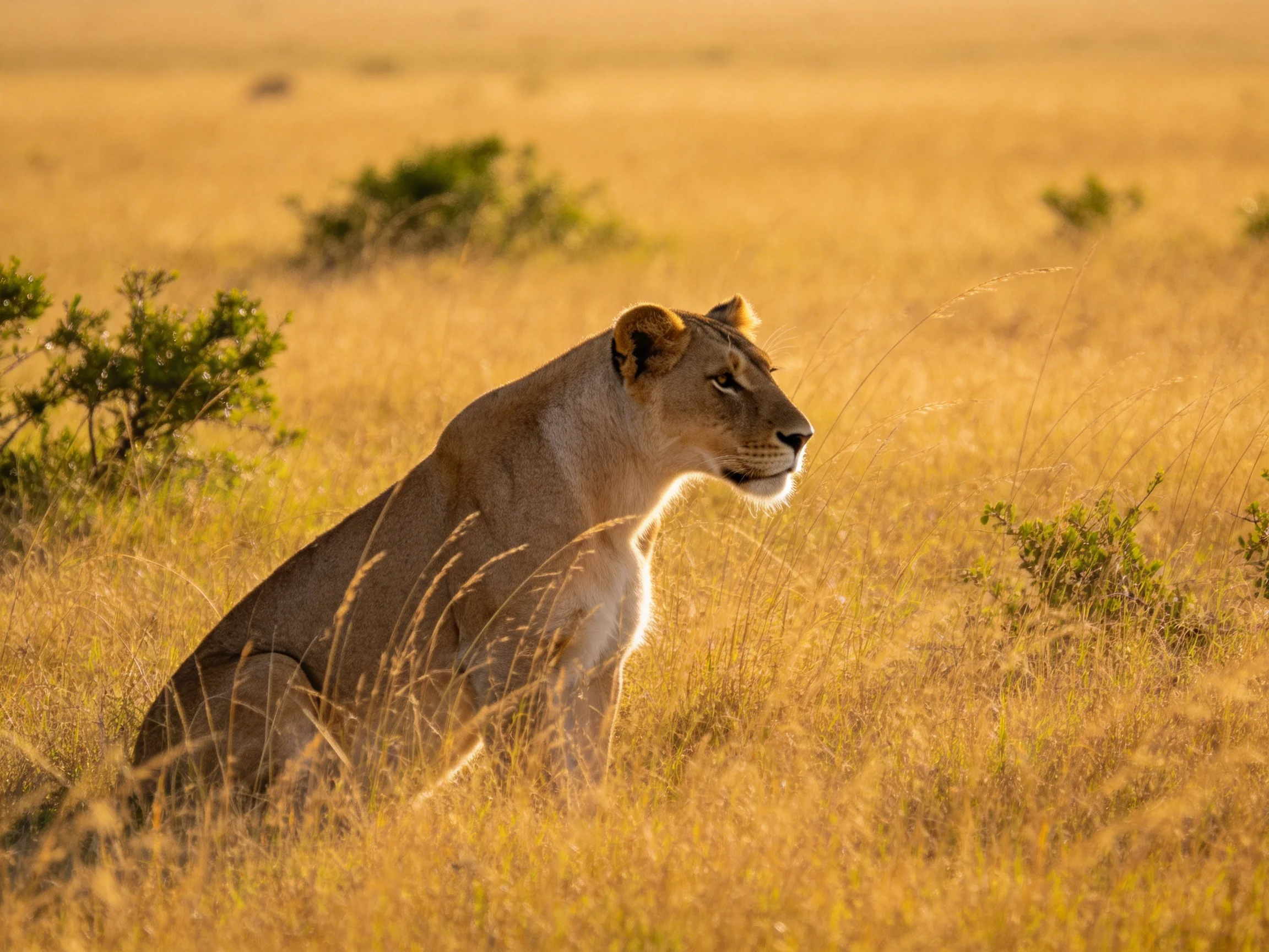 A lioness rests in golden savannah grass with scattered shrubs