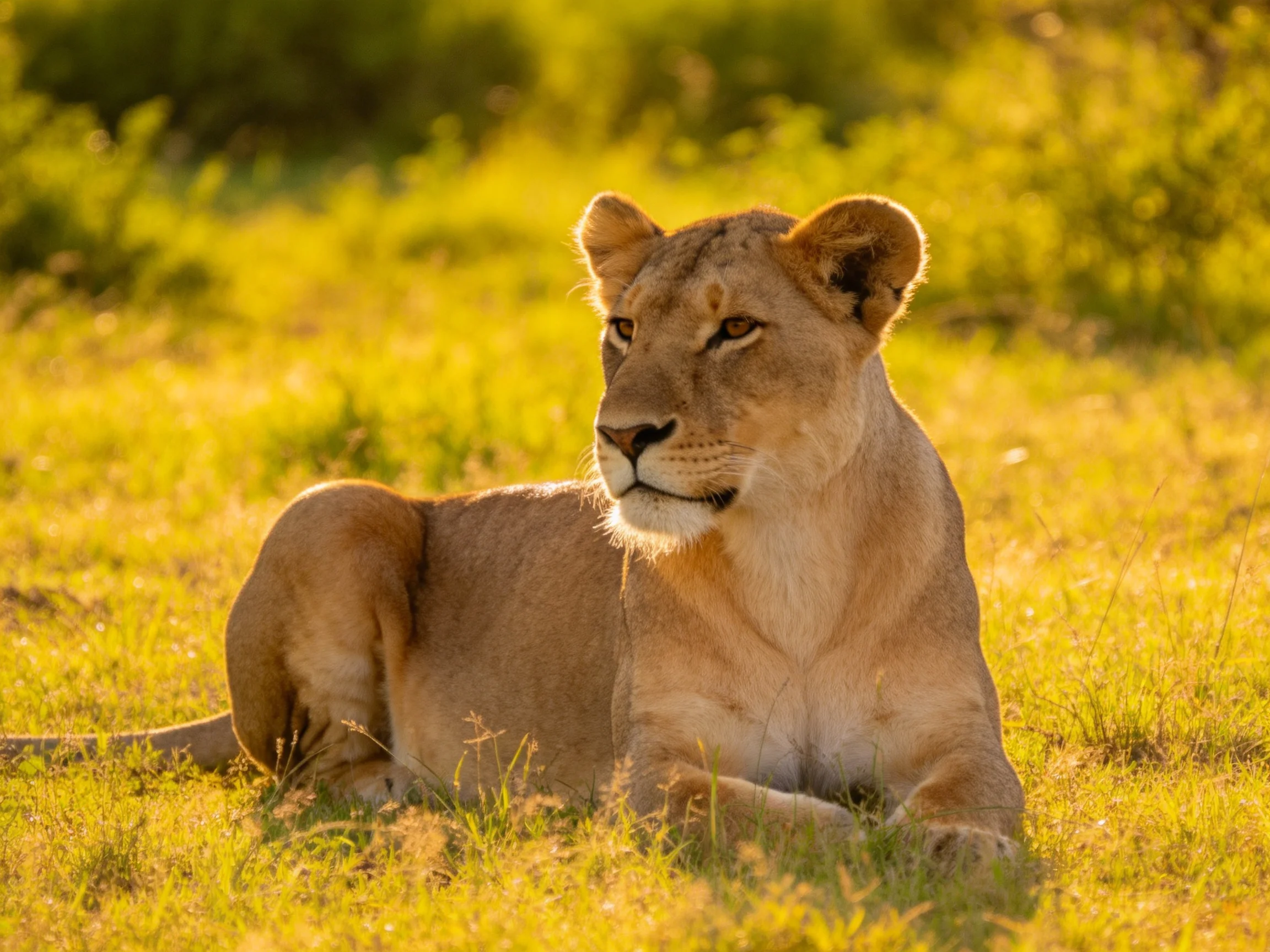 A lioness rests in sun-drenched golden savannah grass