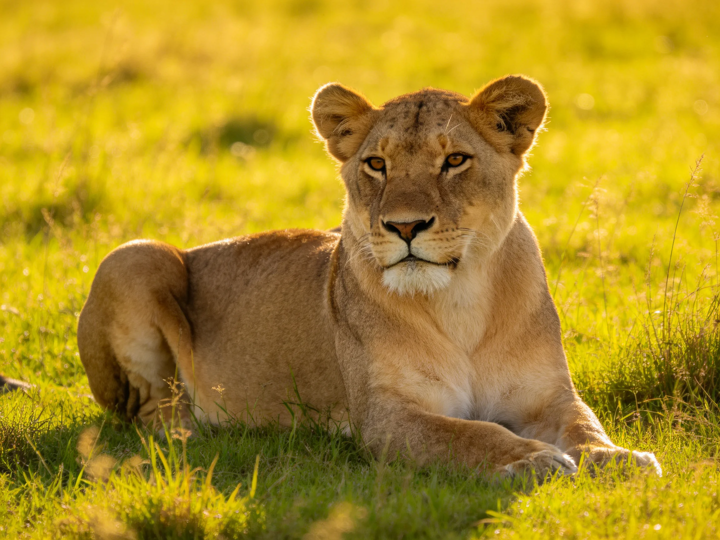 A lioness rests calmly on sunlit savannah grass.