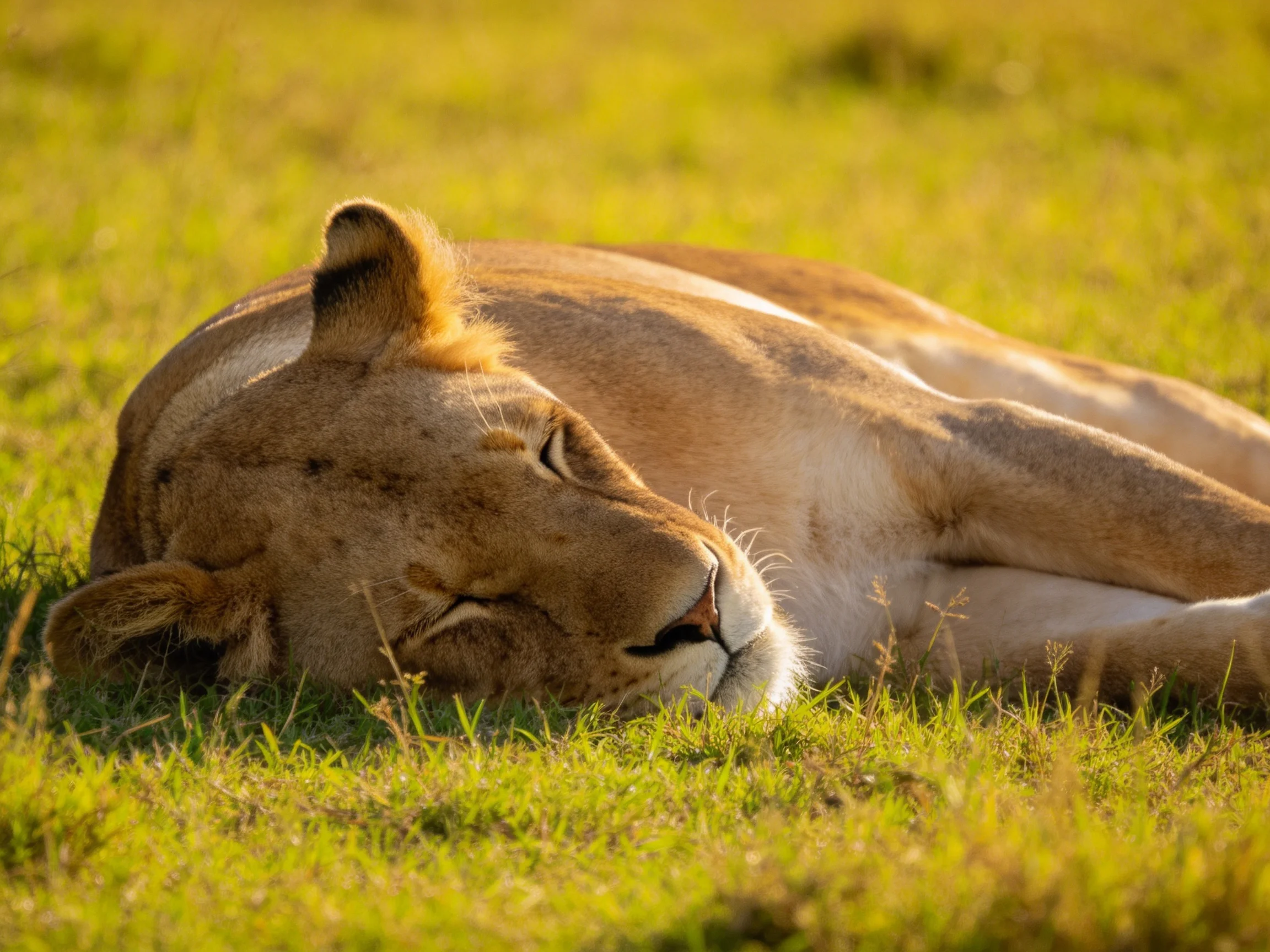 A lioness sleeps serenely on sunlit grass in an open field.