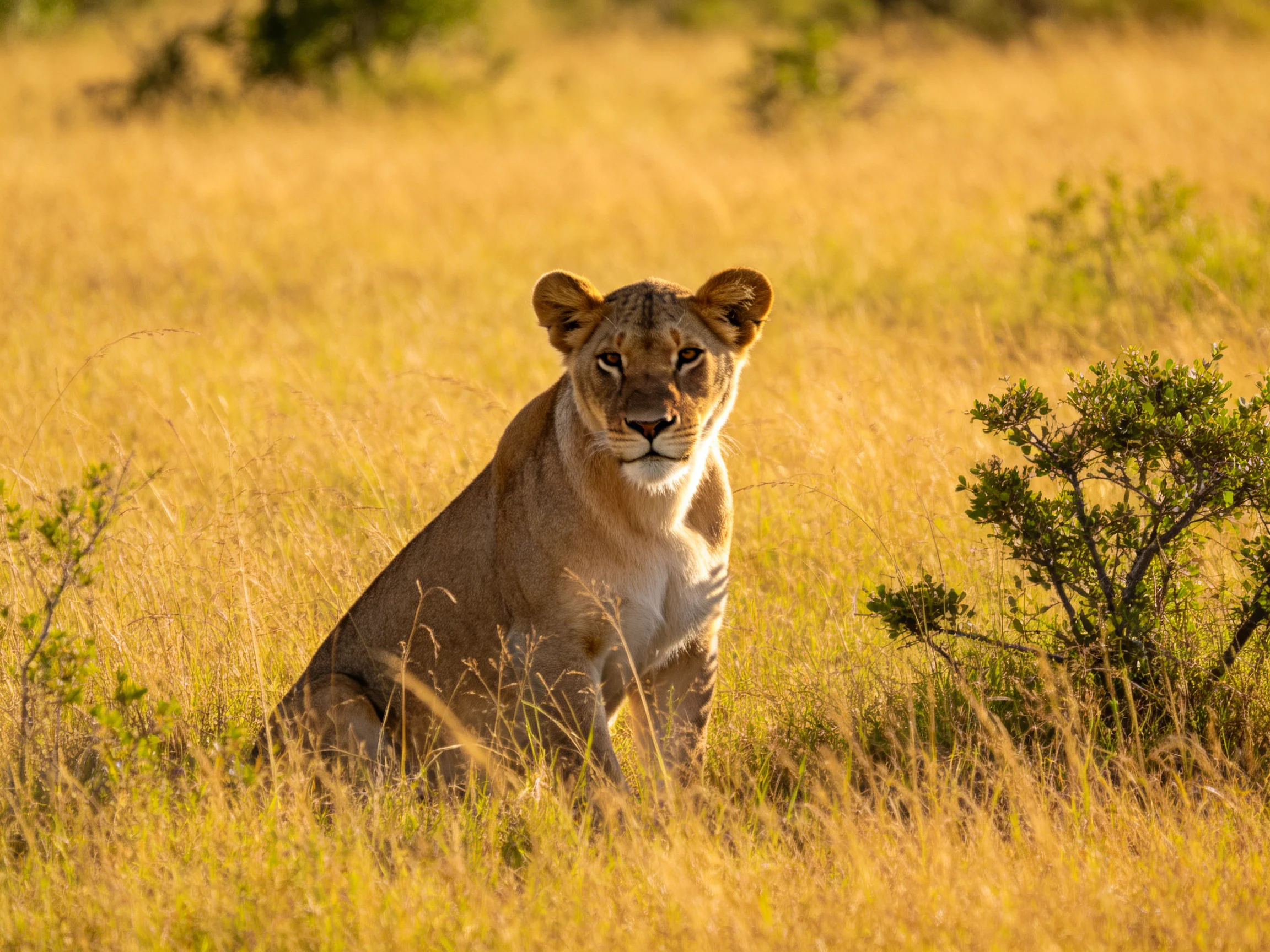 A lioness rests in golden savannah grass with nearby vegetation.