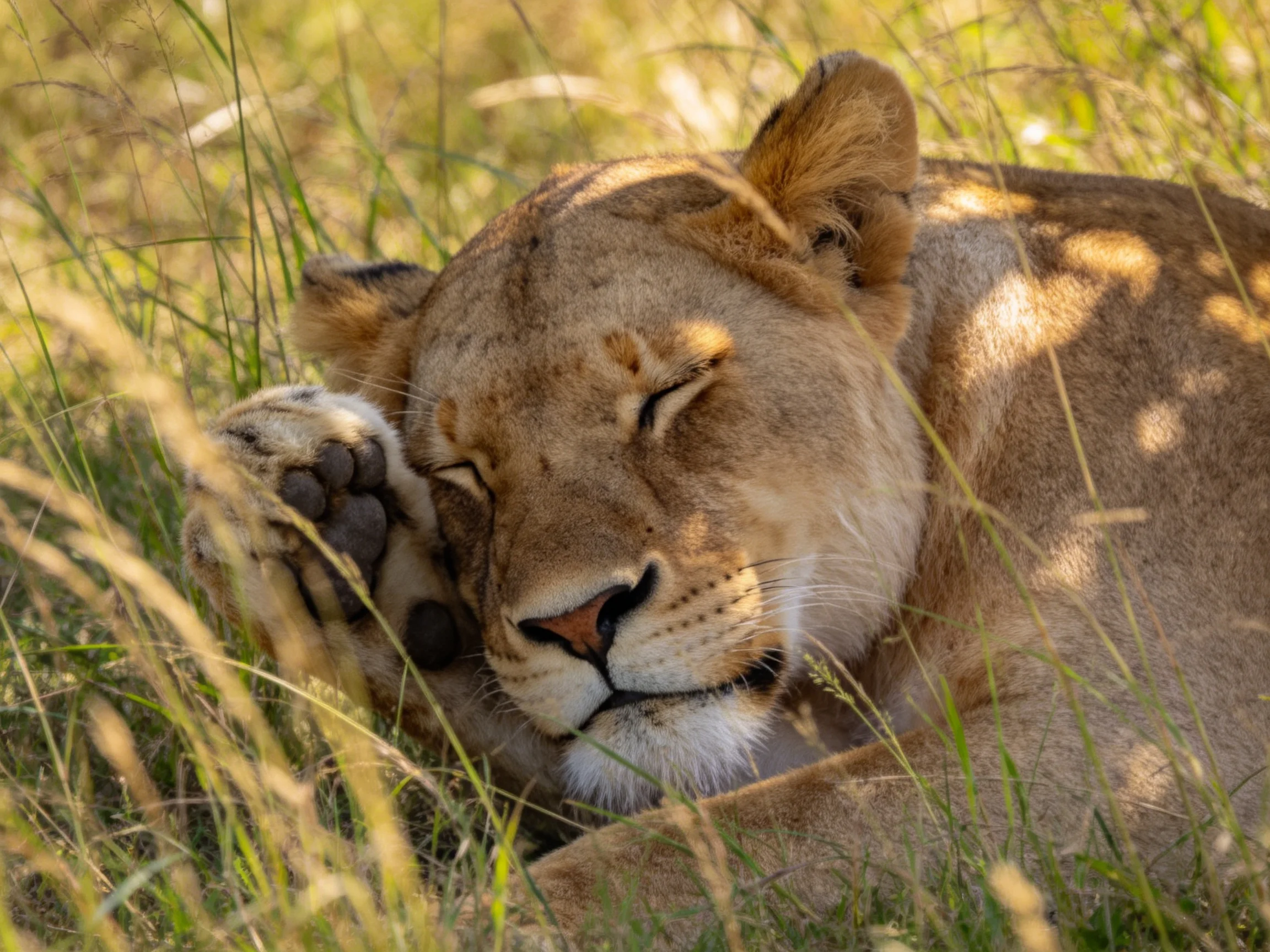 A lioness sleeps serenely among tall green and golden grasses