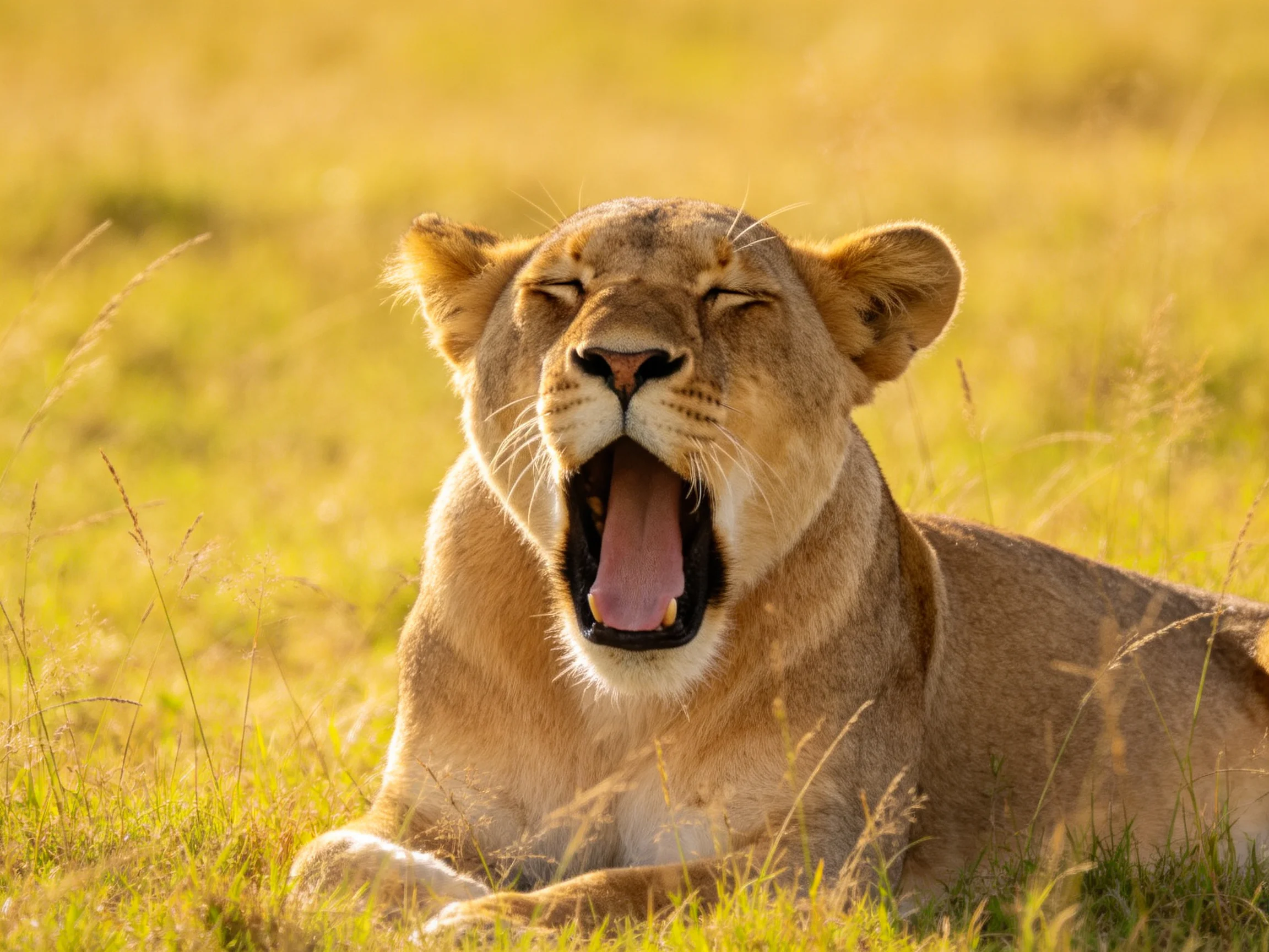 A lioness yawns in golden savannah grasslands
