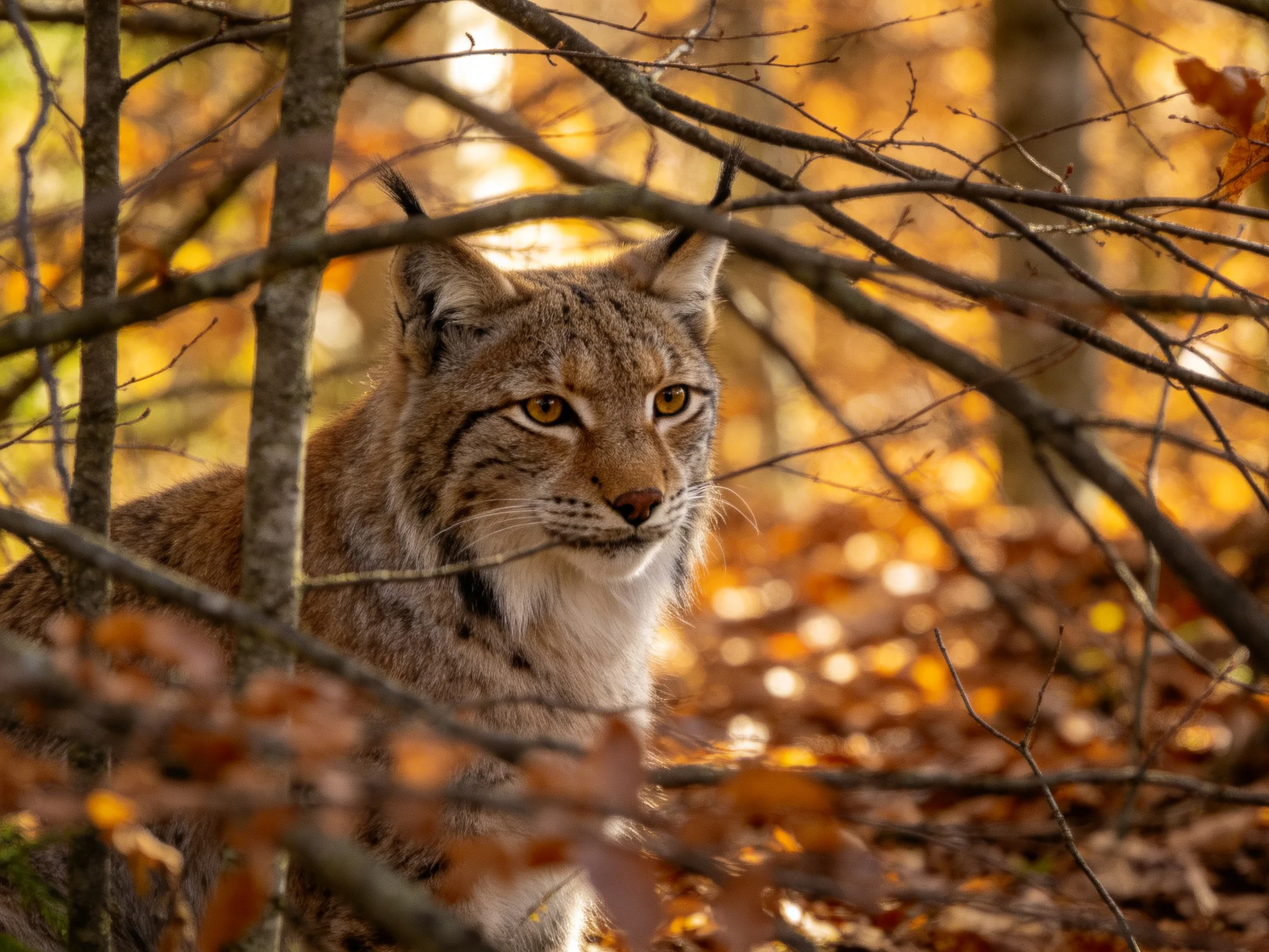 A lynx is nestled among tangled branches and golden autumn foliage in a wooded area.