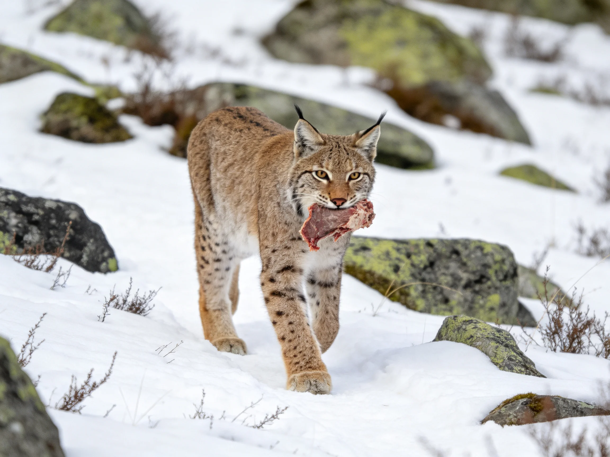A lynx carries prey through a snow-covered rocky landscape