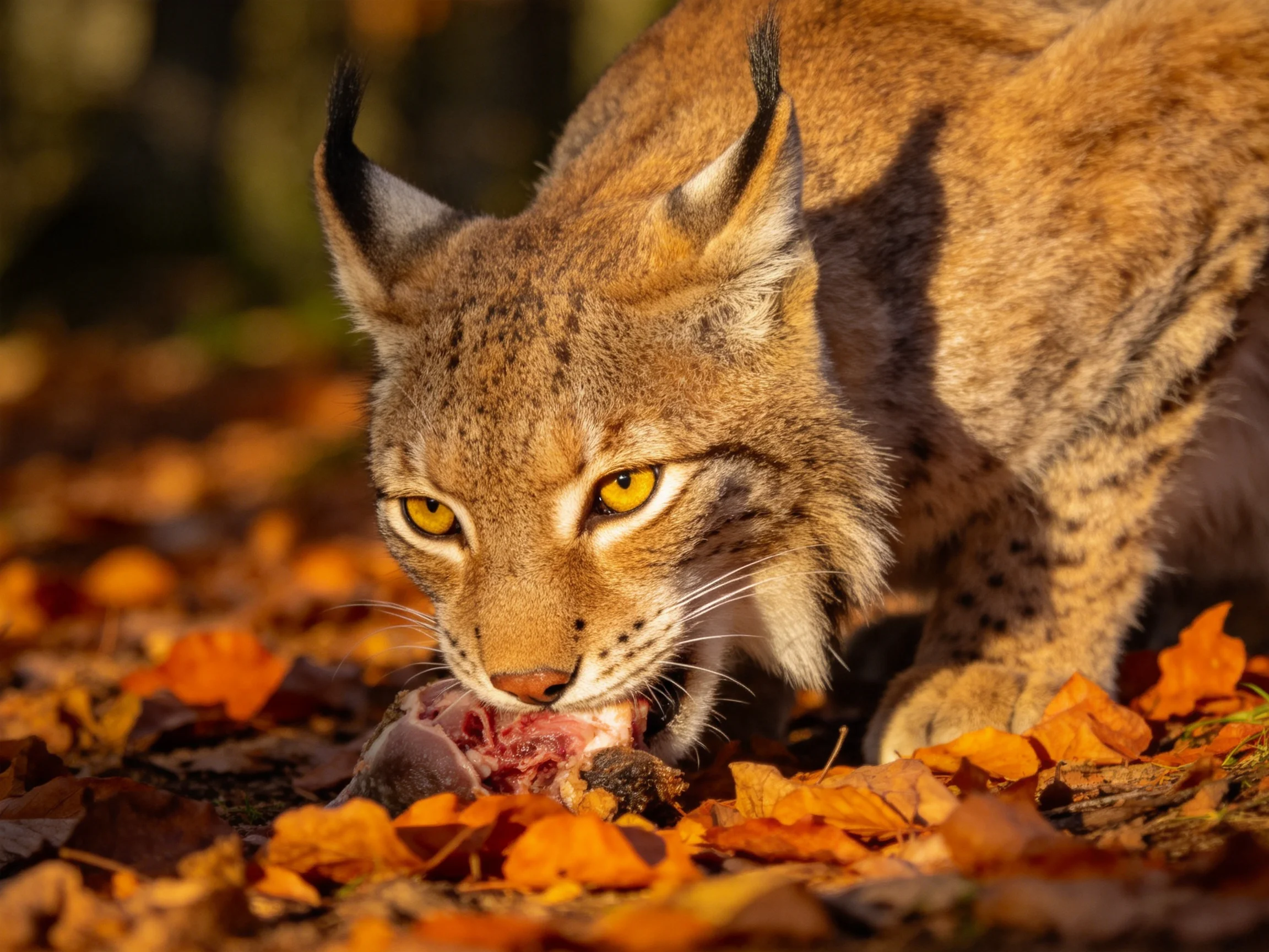 A lynx feeds on prey surrounded by autumn leaves.
