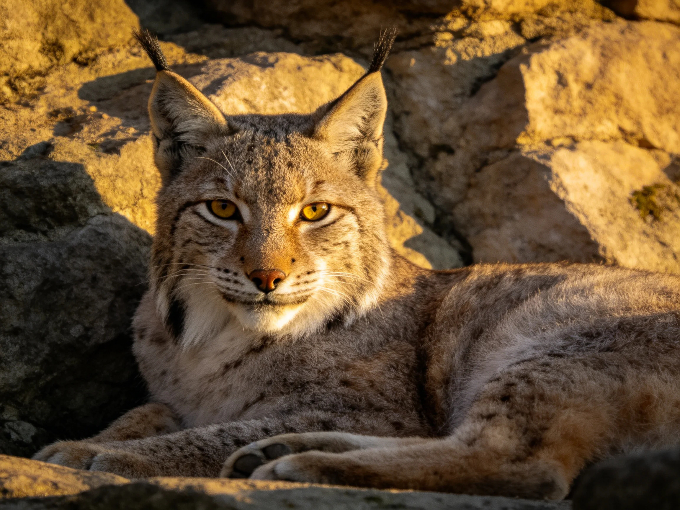 A lynx lies among rocks lit by warm sunlight.