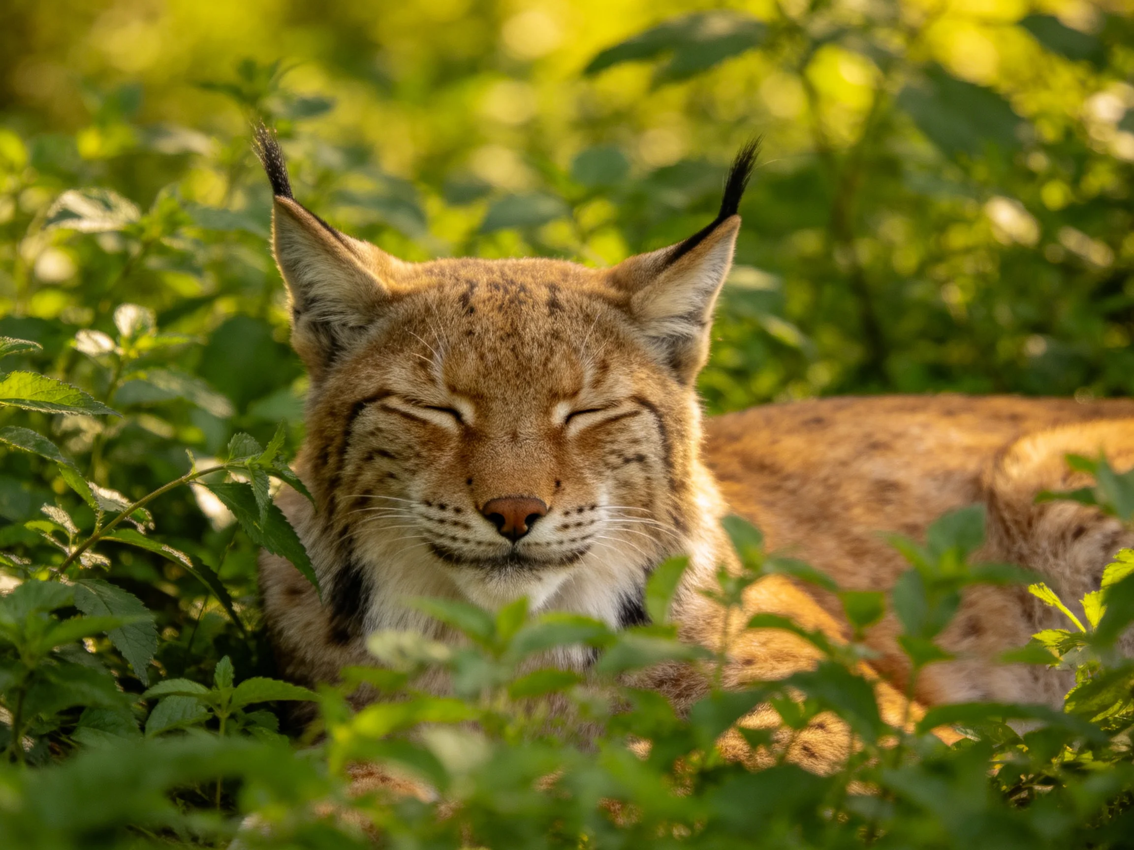 A lynx rests among dense green foliage under golden sunlight