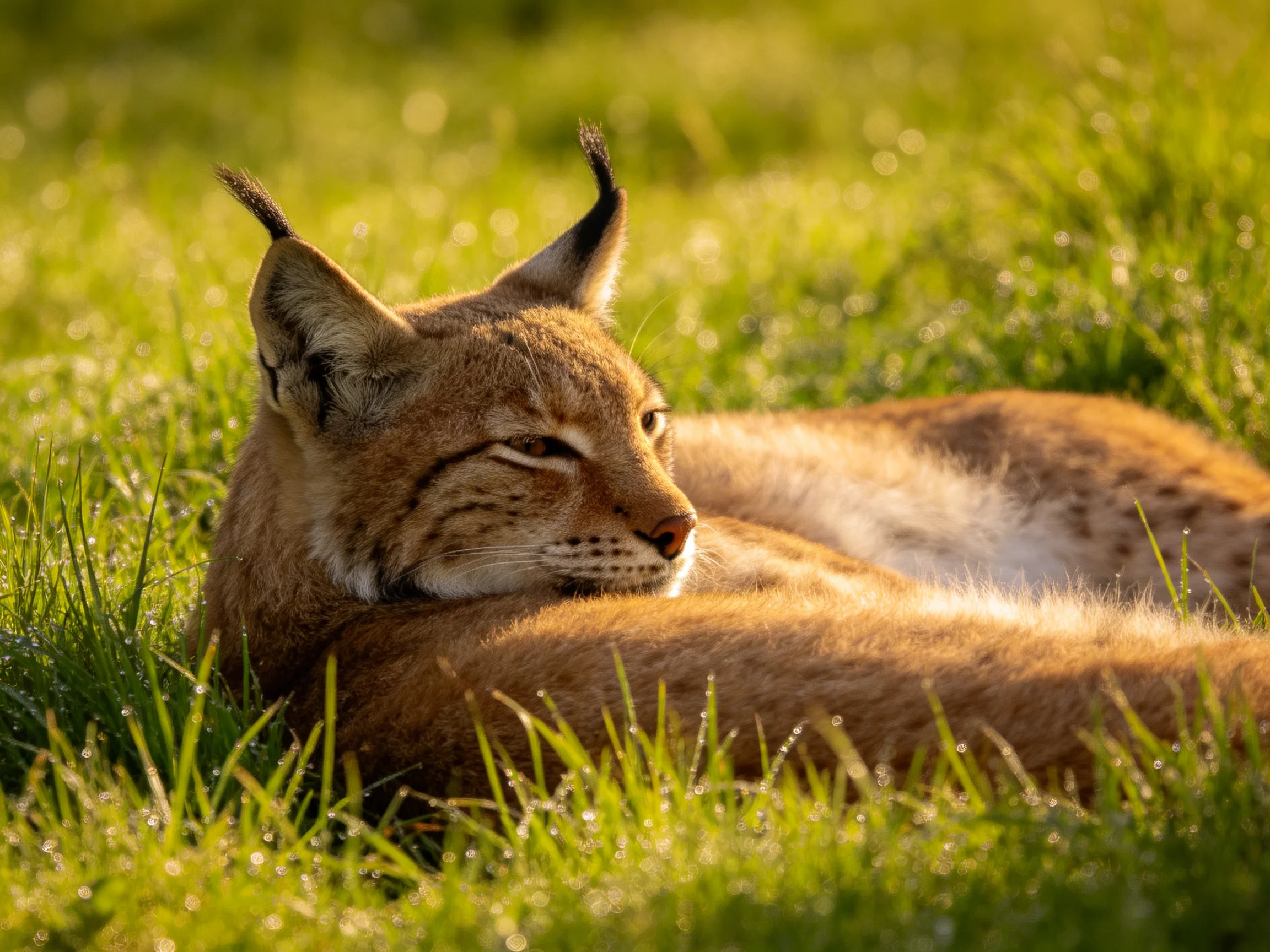 A lynx relaxes in sunlit green grass.