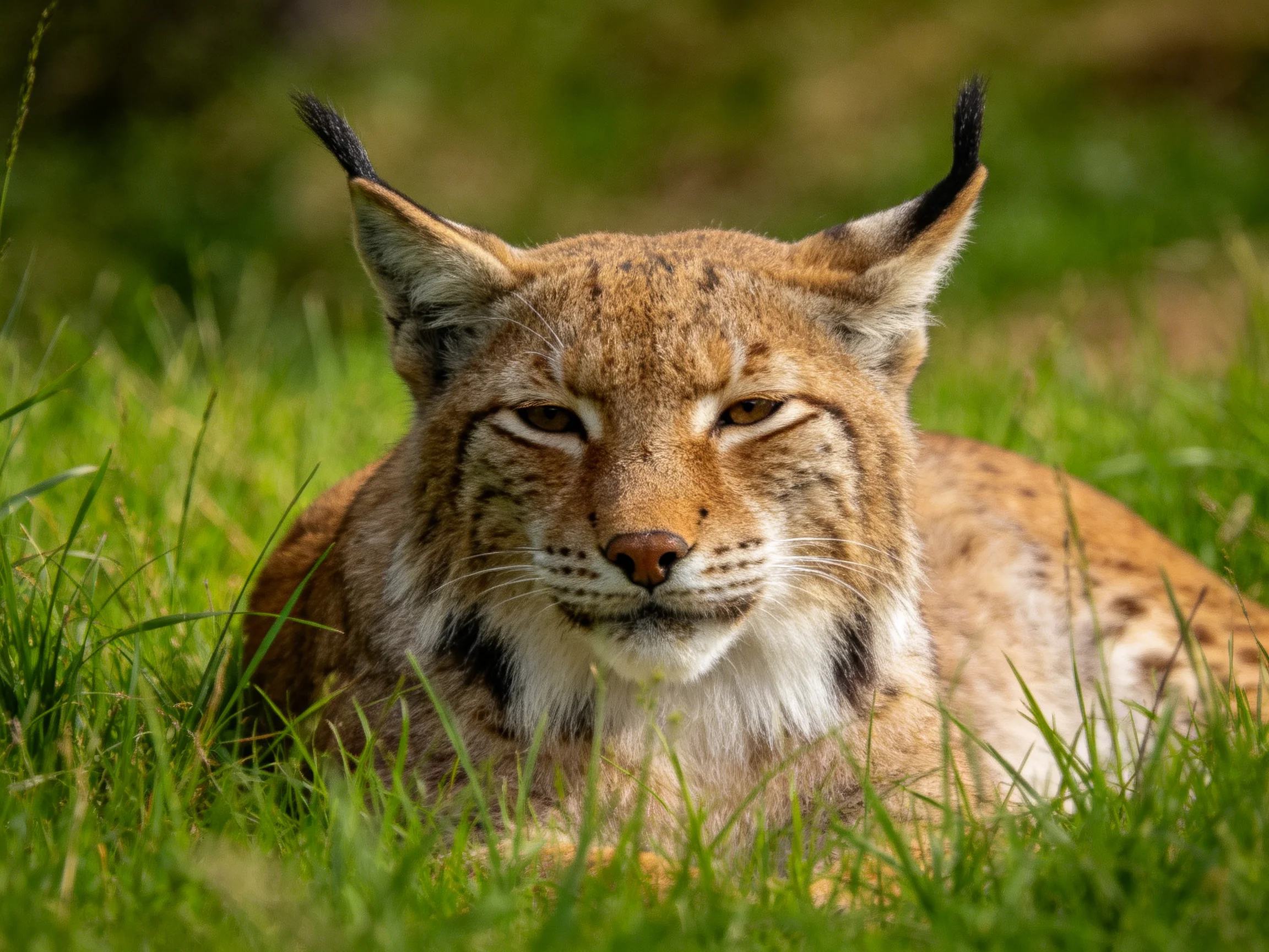 A lynx relaxes in tall green grass, displaying its tawny coat.