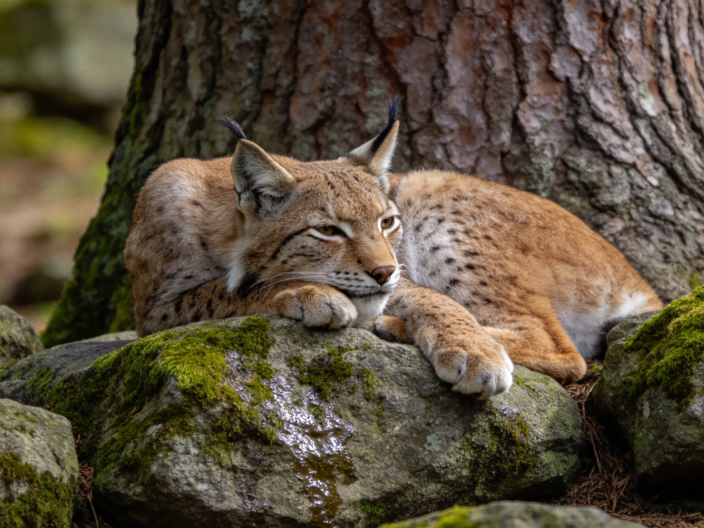 A lynx rests near a large tree by moss-covered rocks