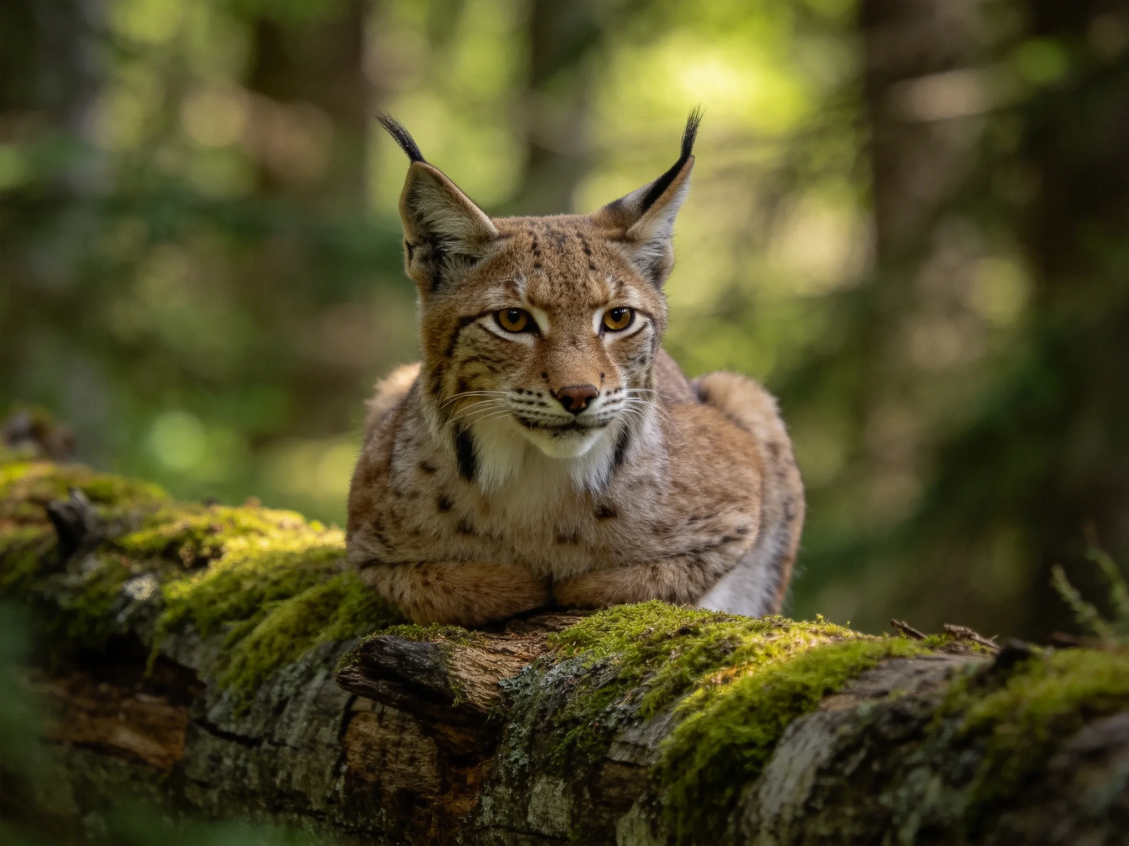 A lynx rests on a moss-covered fallen tree trunk in a sunlit forest