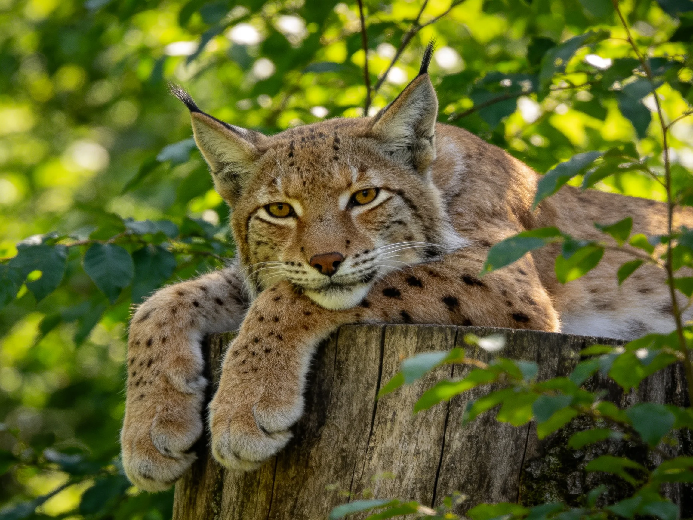 A lynx relaxes on a tree stump surrounded by dense green foliage.