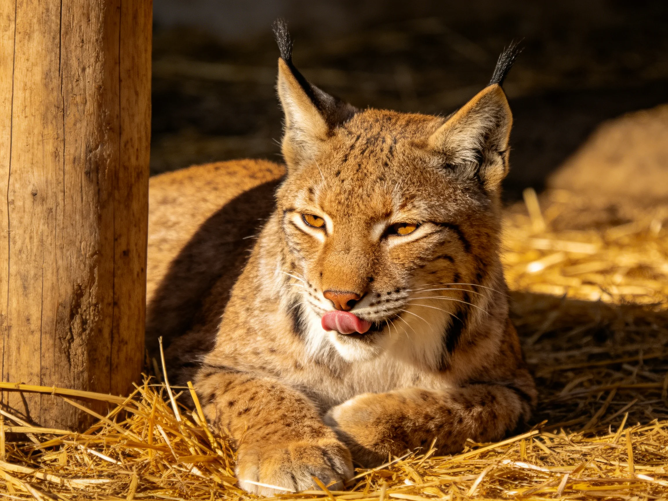 A lynx relaxes on straw beside a wooden post in warm light.