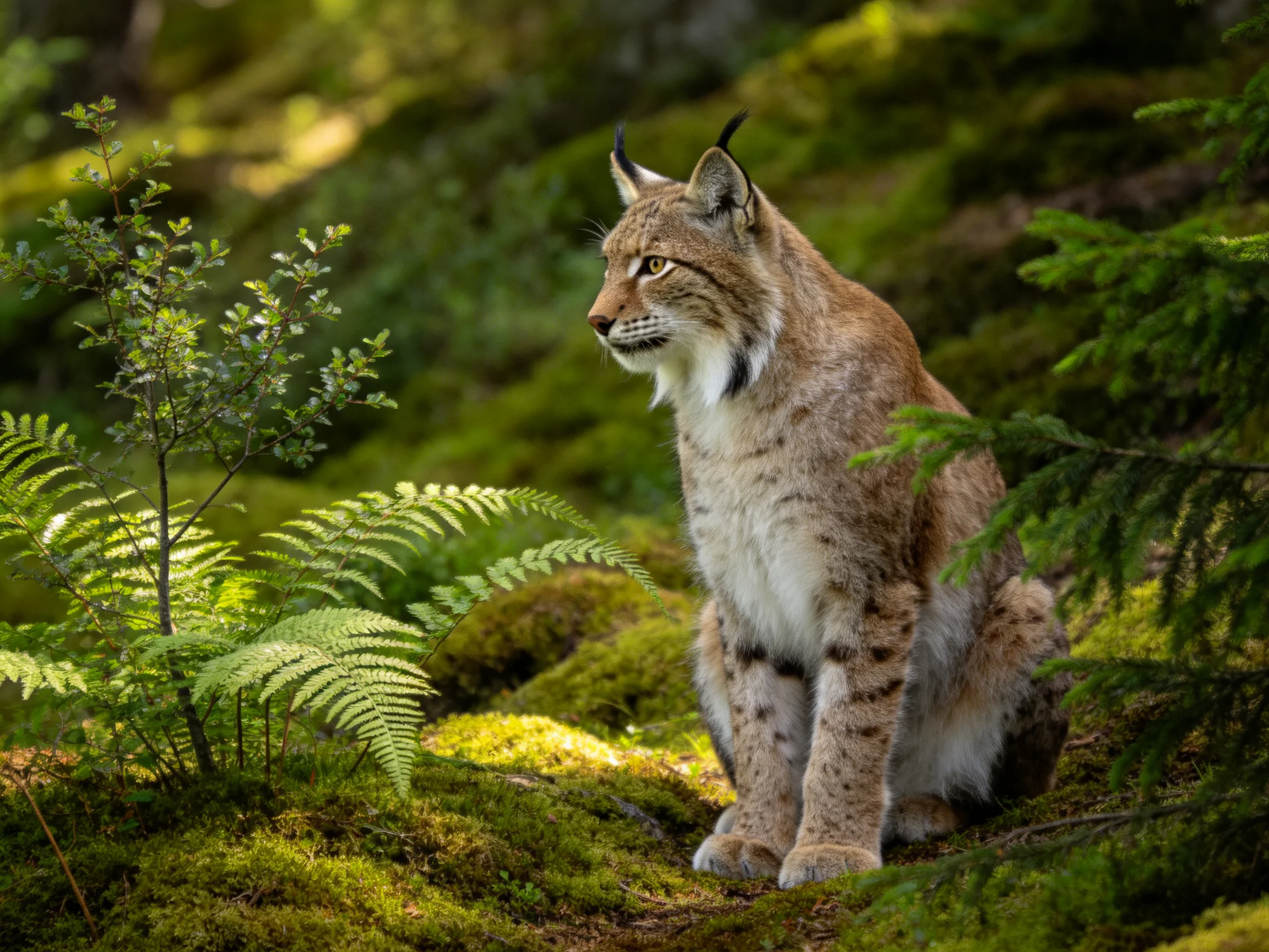 A lynx sits alert in a sunlit, mossy forest.