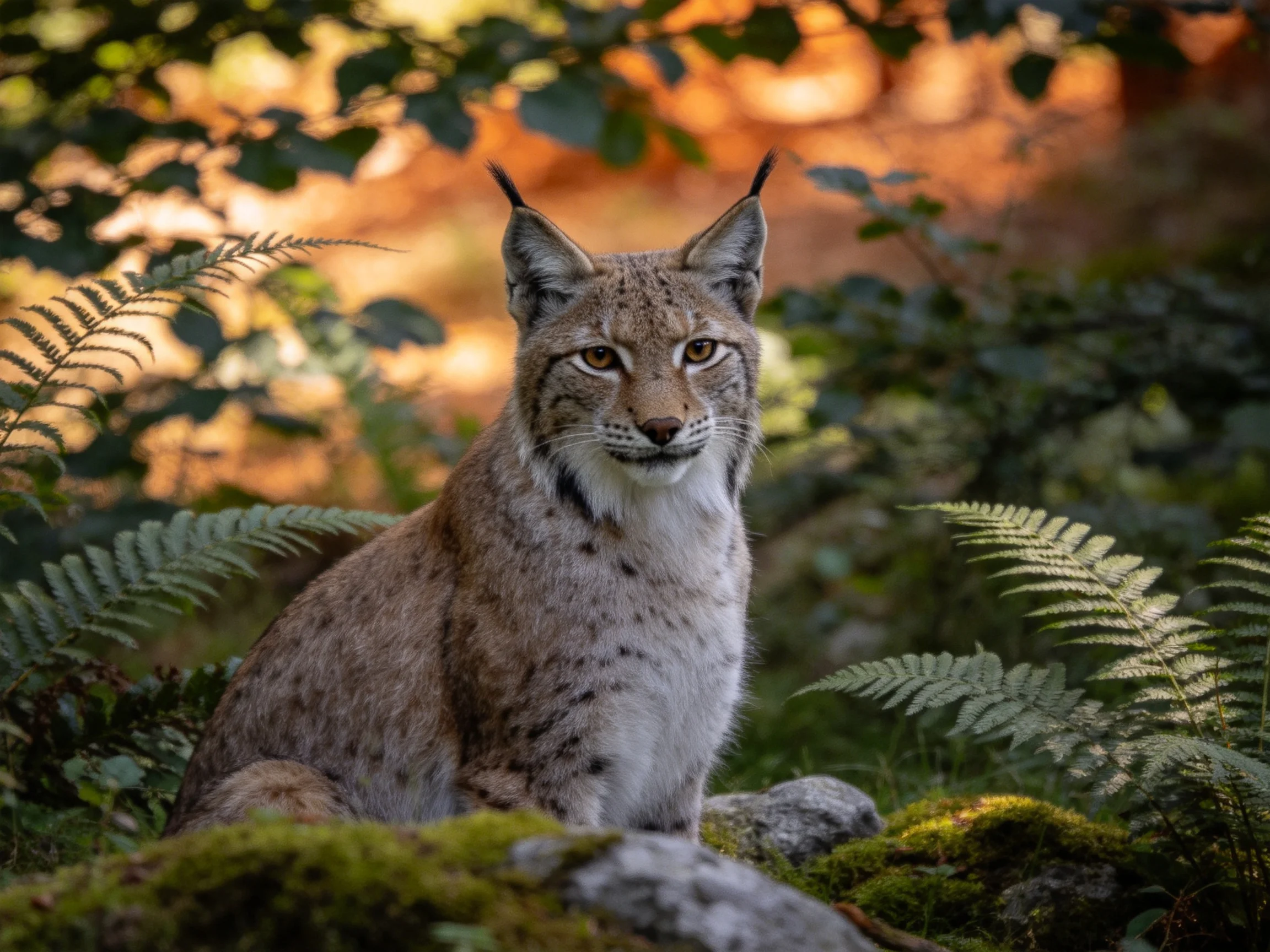 A lynx is nestled among ferns and mossy rocks in a sunlit forest.