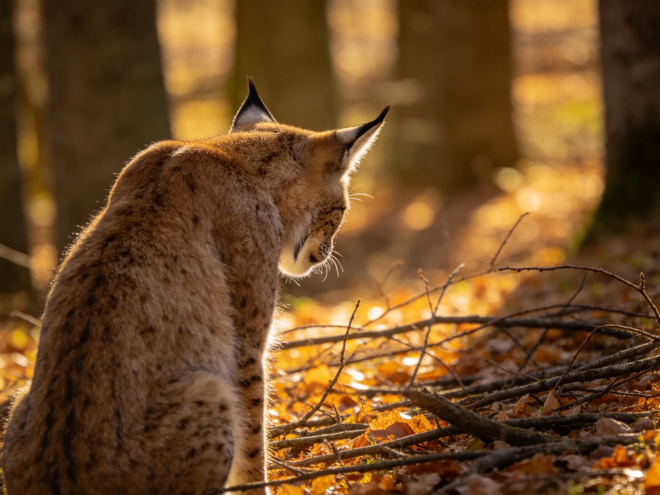 A lynx sits quietly among fallen leaves and branches in a sunlit forest.