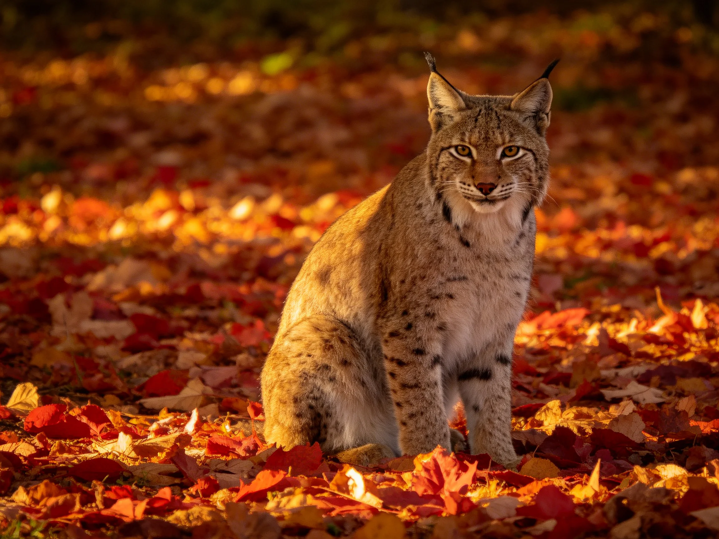 A lynx sits calmly among autumn leaves in a sunlit setting.
