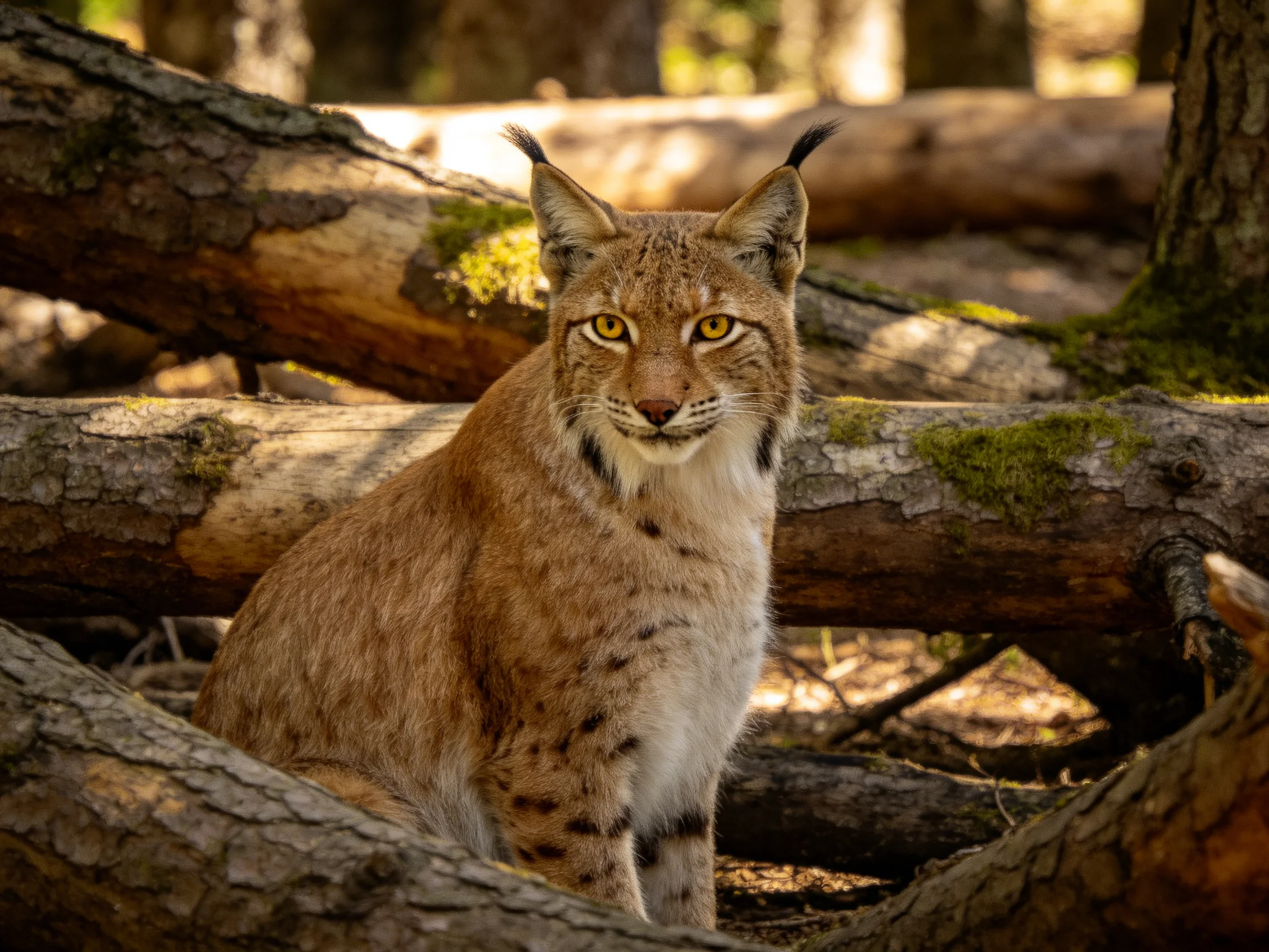 A lynx sits among fallen logs in a sun-dappled forest