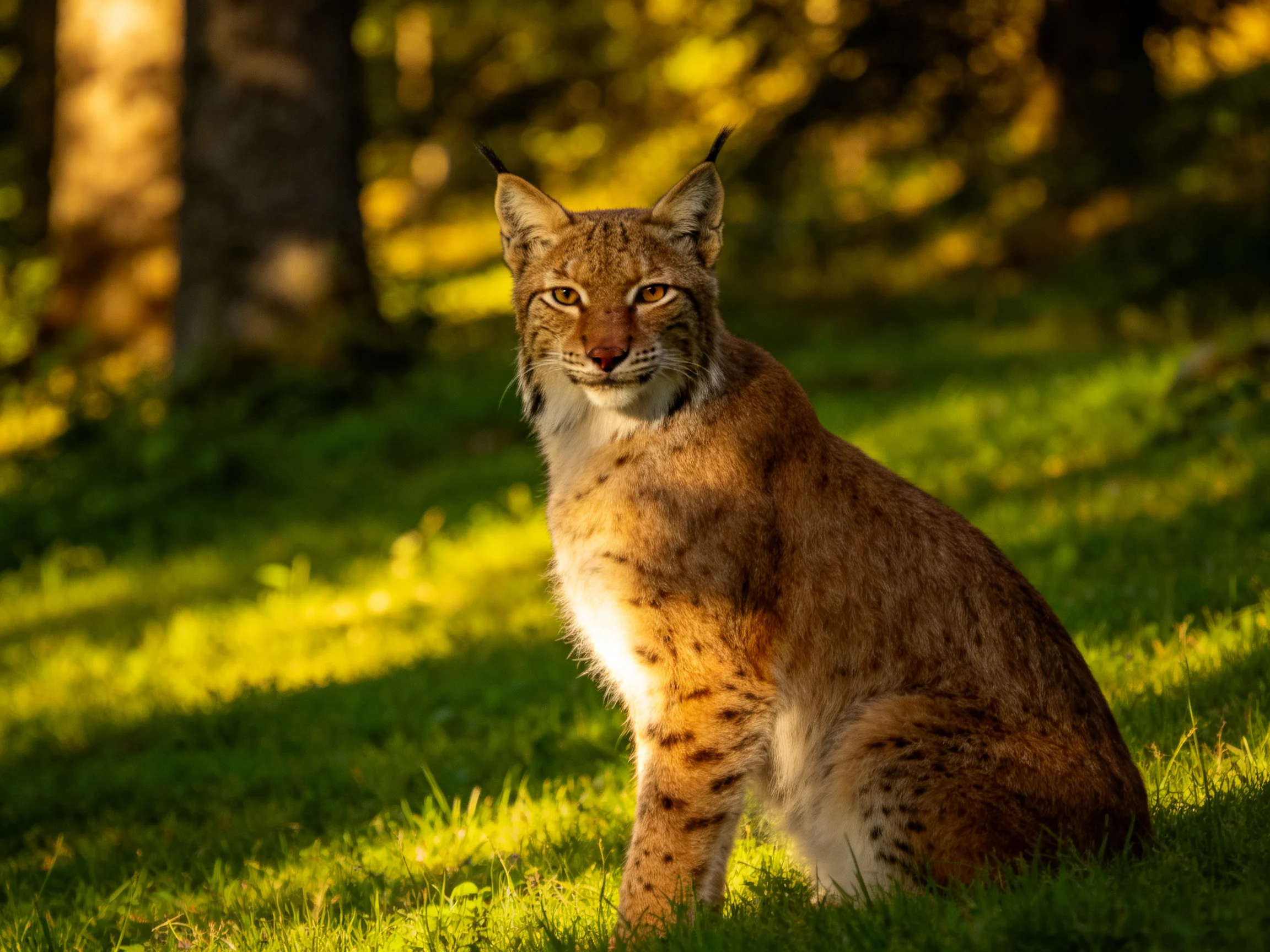 A lynx sits in a sunlit forest clearing.