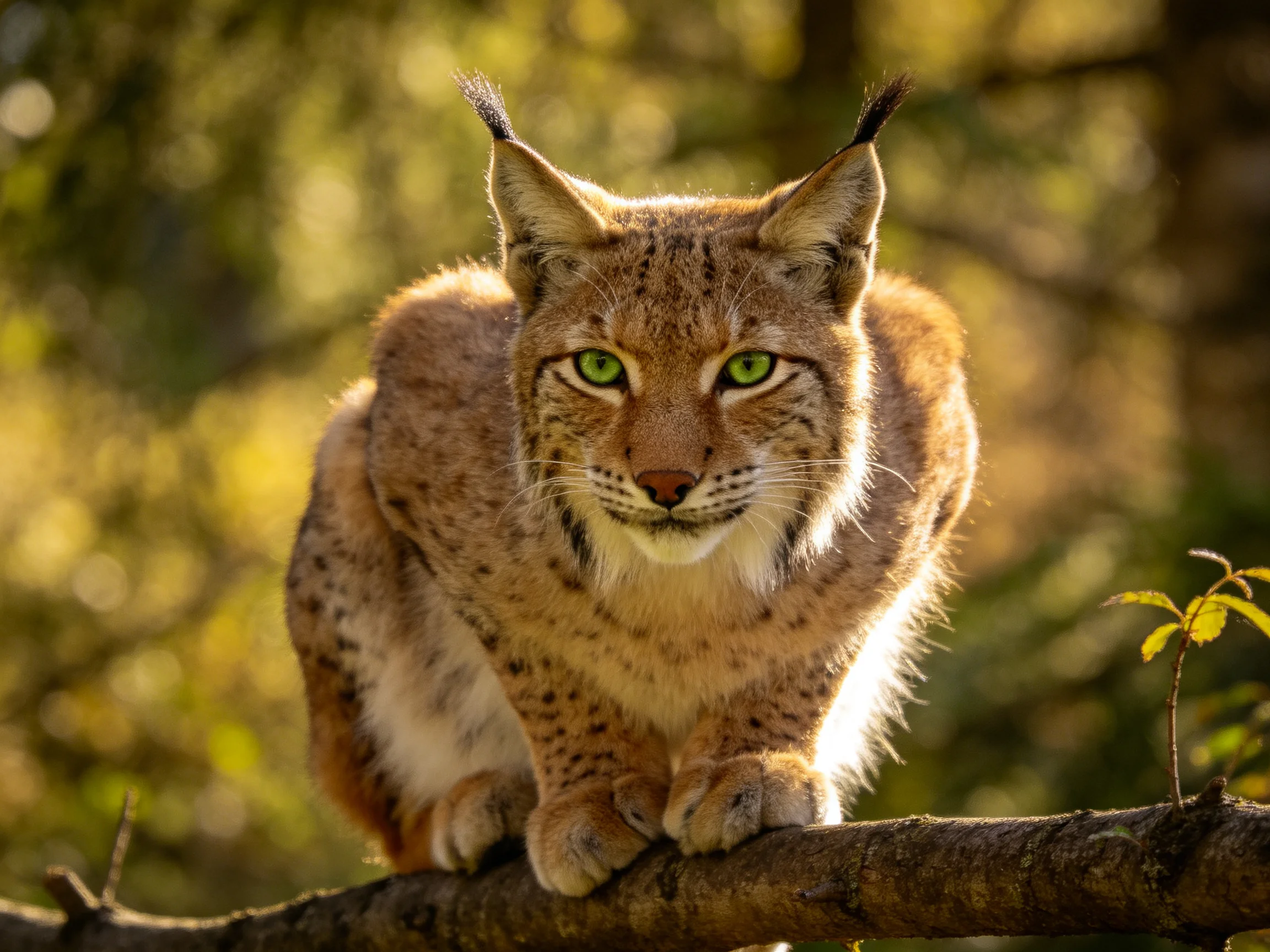 A lynx with vivid green eyes sits on a tree branch in a sunlit forest.