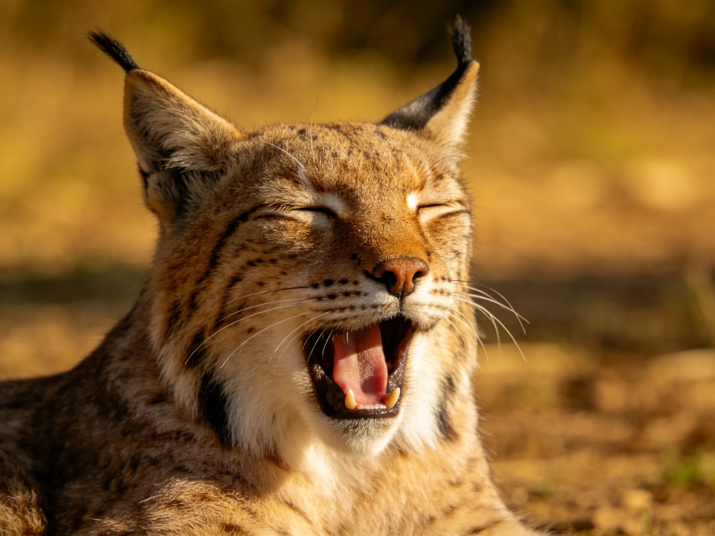 A lynx yawns with its eyes closed in a sunlit outdoor setting.