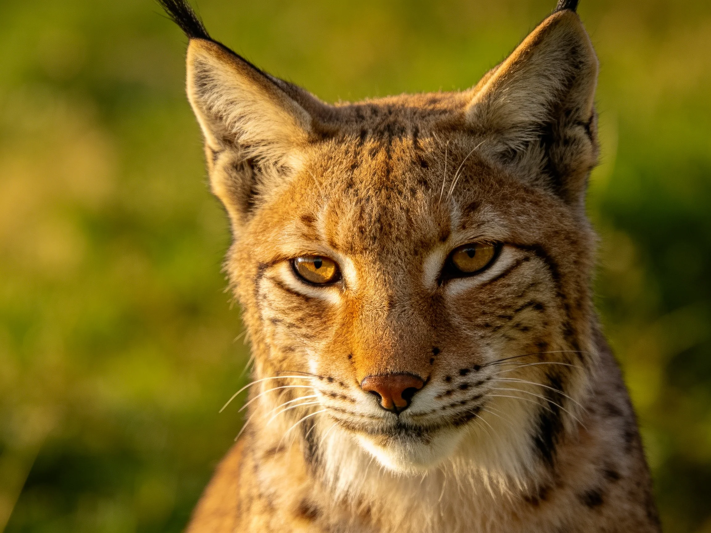 A lynx with golden eyes faces the viewer in a sunlit scene.