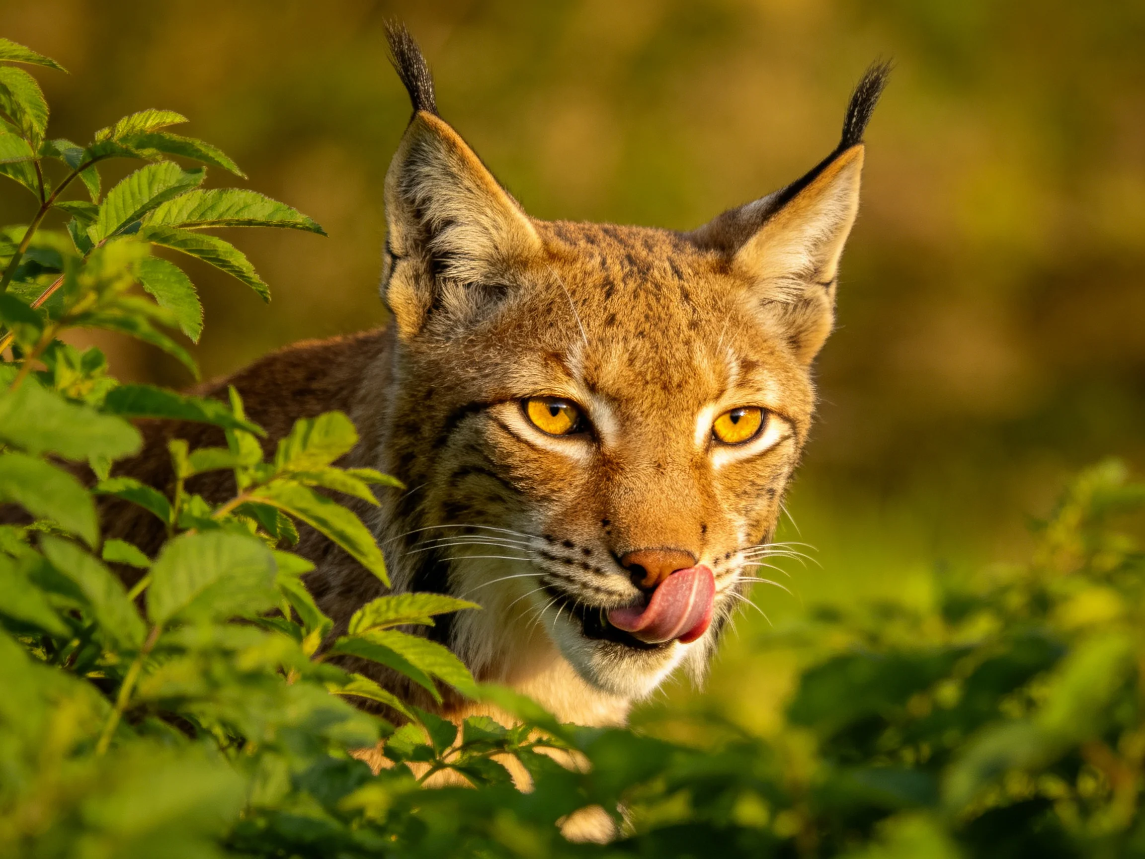 A lynx with golden eyes hides among dense green foliage
