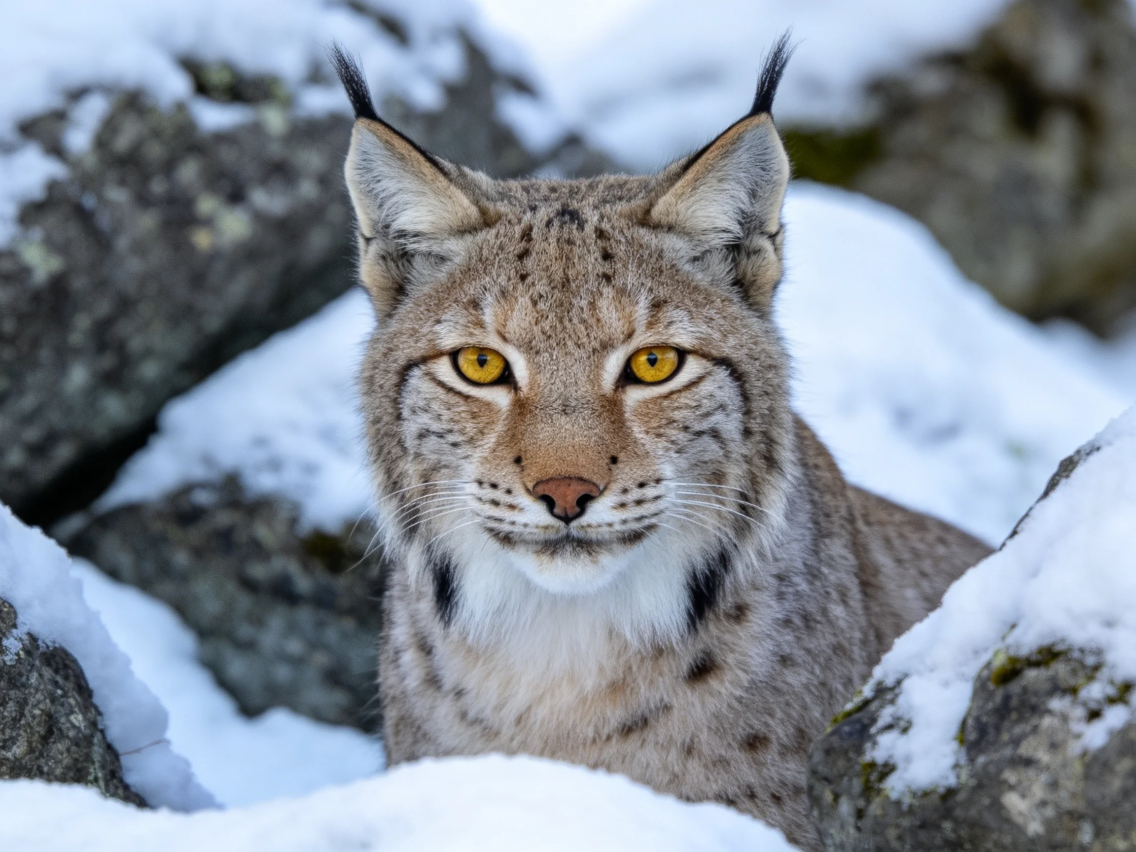 A lynx with bright yellow eyes sits amid snow-laden rocks.