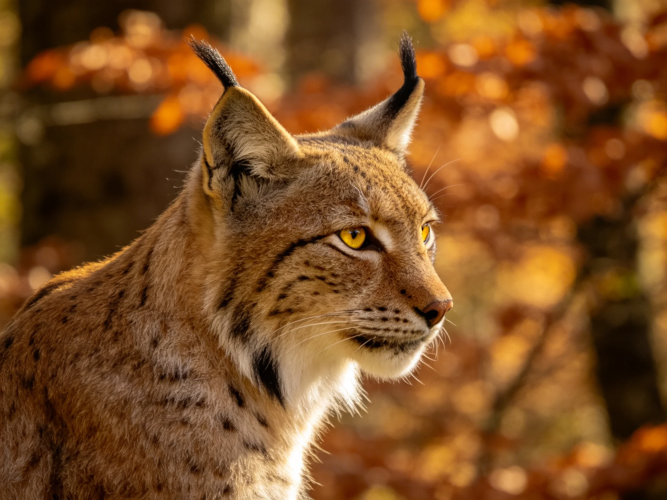 A lynx with yellow eyes is in a sunlit autumn forest.