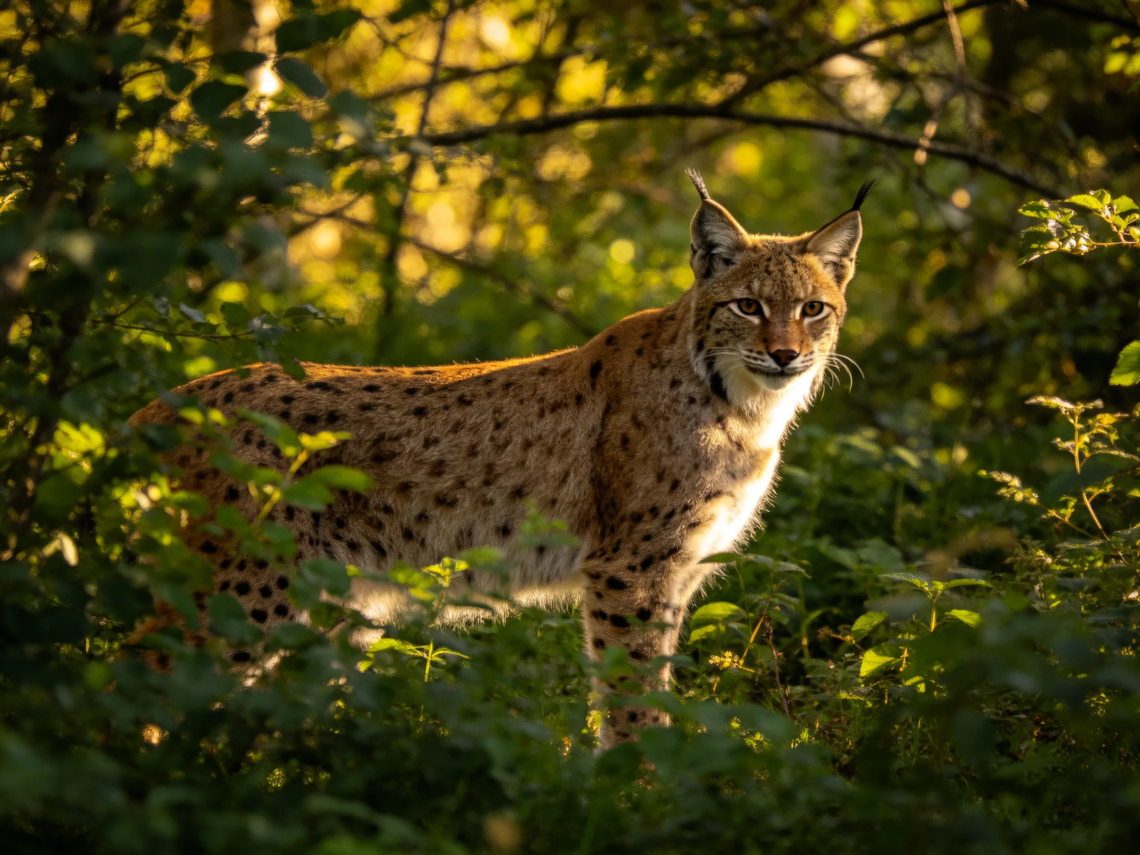 A lynx with spotted fur is in a sunlit forest filled with greenery.