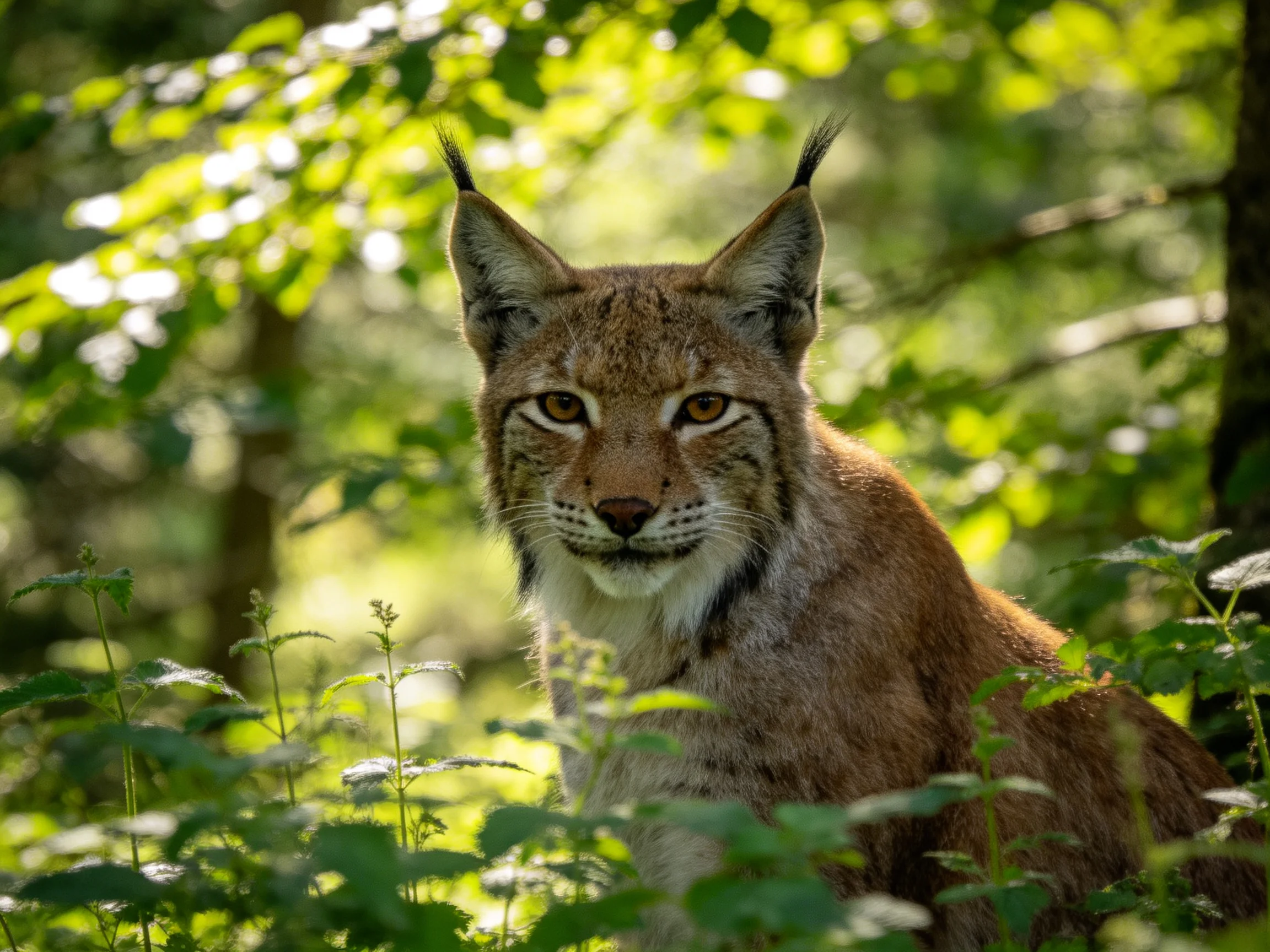 A lynx sits amid dense greenery in a sunlit forest.