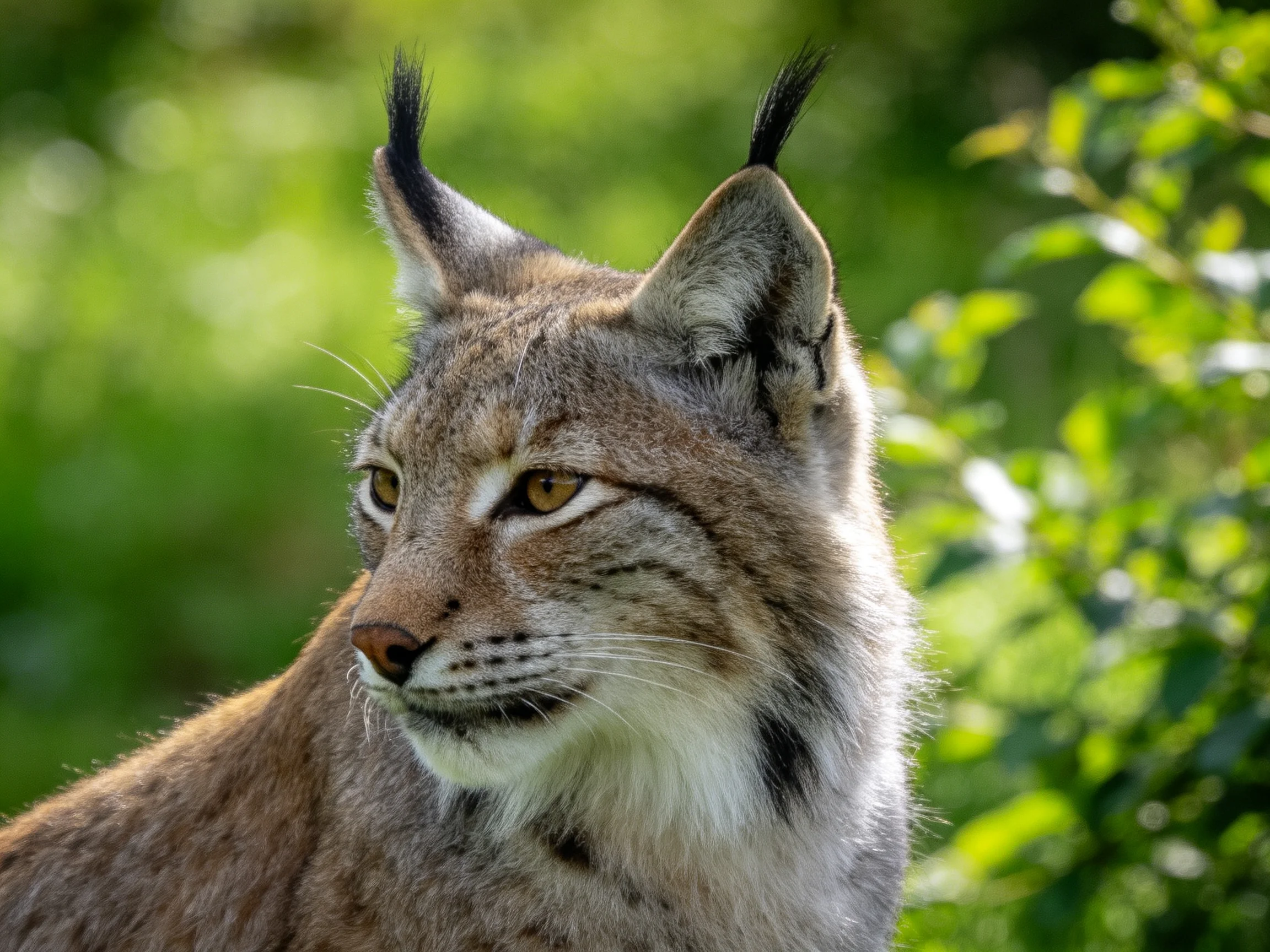 A lynx with tufted ears in a sun-dappled green landscape