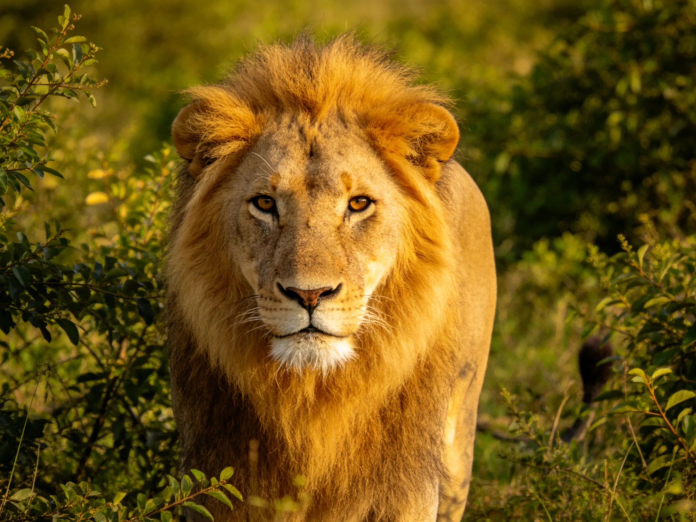 A golden lion stands among dense green vegetation in a sunlit area.