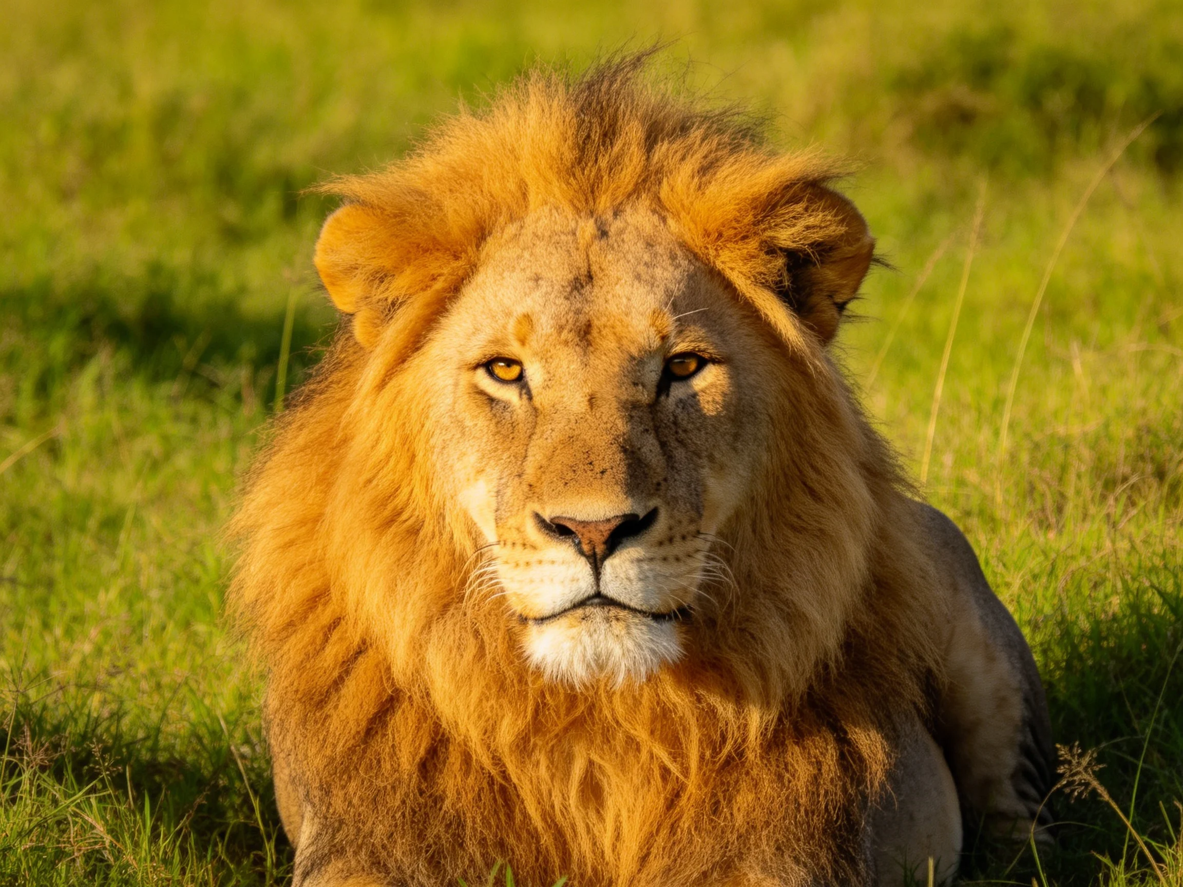 A golden lion sits calmly among tall green grass.