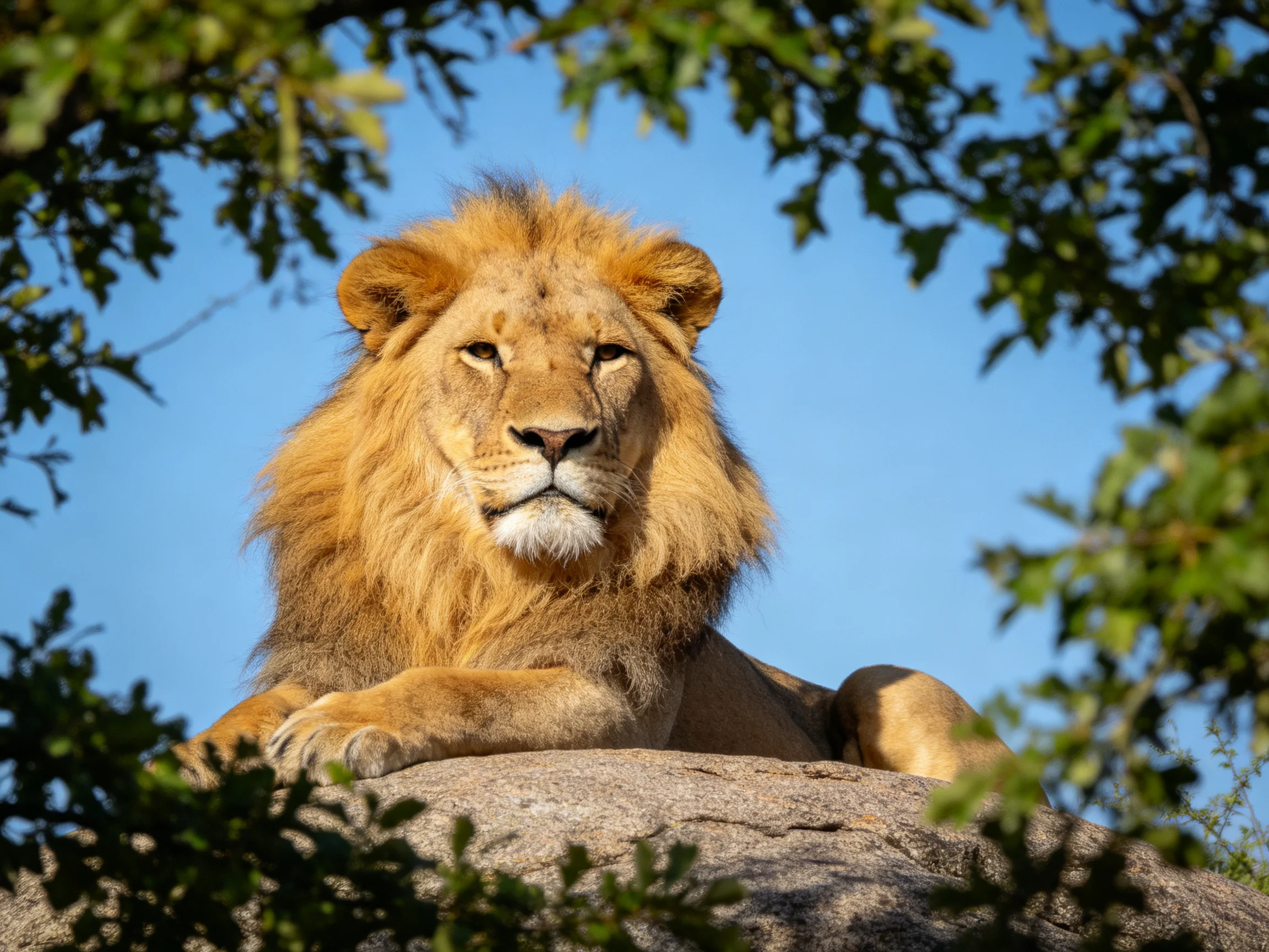 A golden lion sits calmly on a rock surrounded by foliage under a bright blue sky.